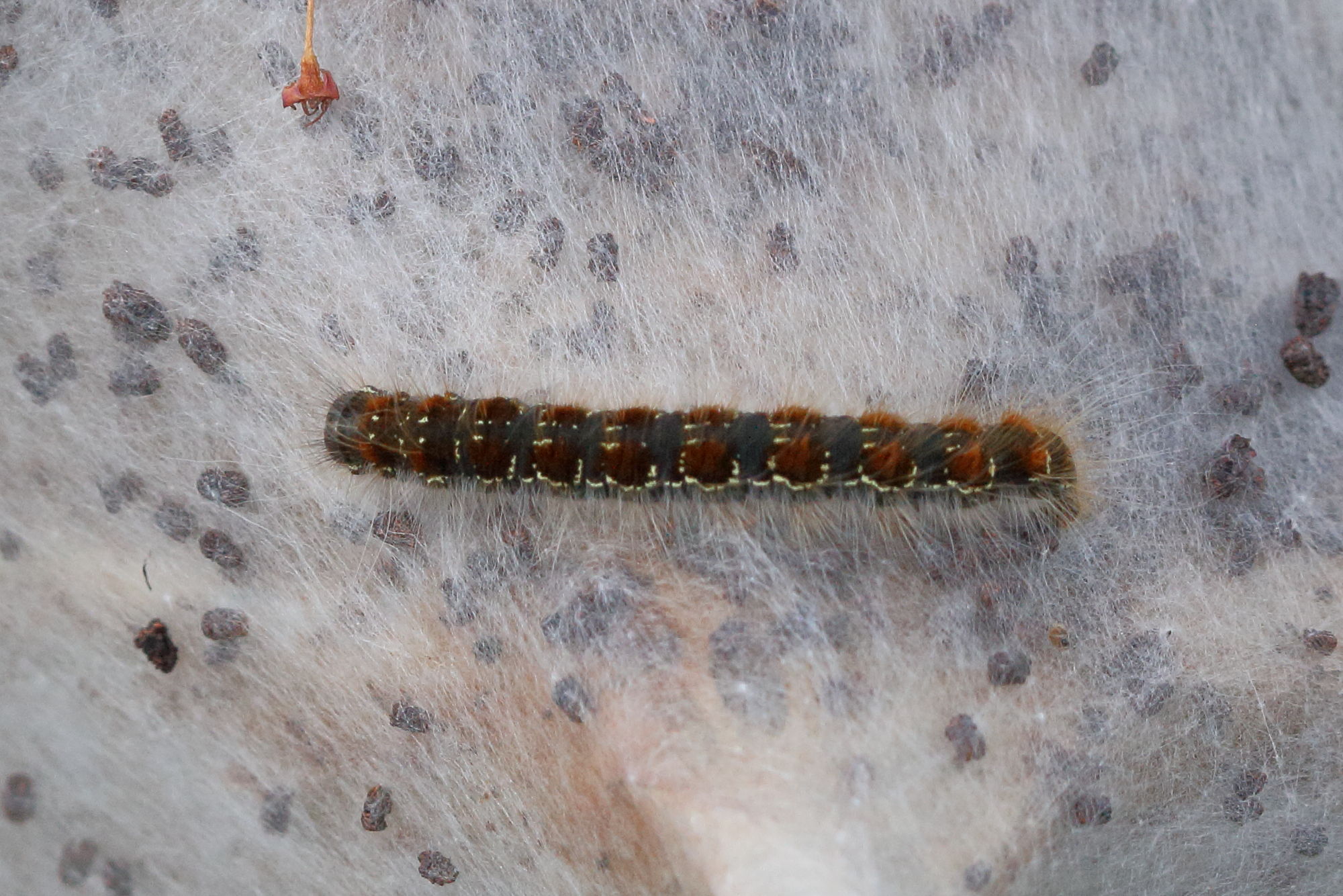 eriogaster_lanestris_ch4md