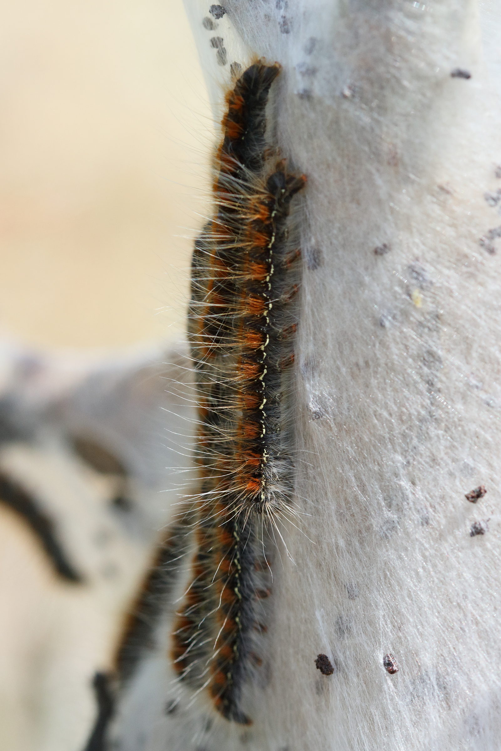 eriogaster_lanestris_ch5md