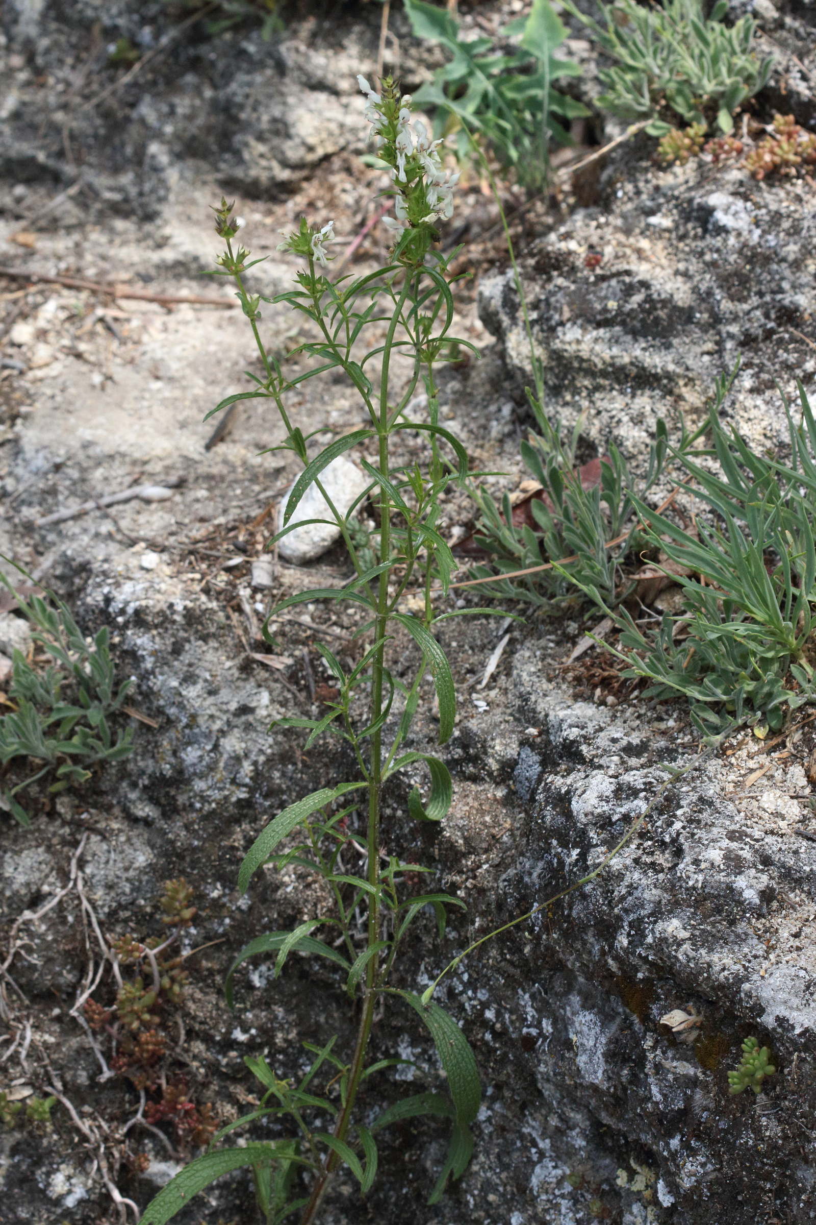 Afficher le média stachys_atherocalyx1md stachys_atherocalyx1md