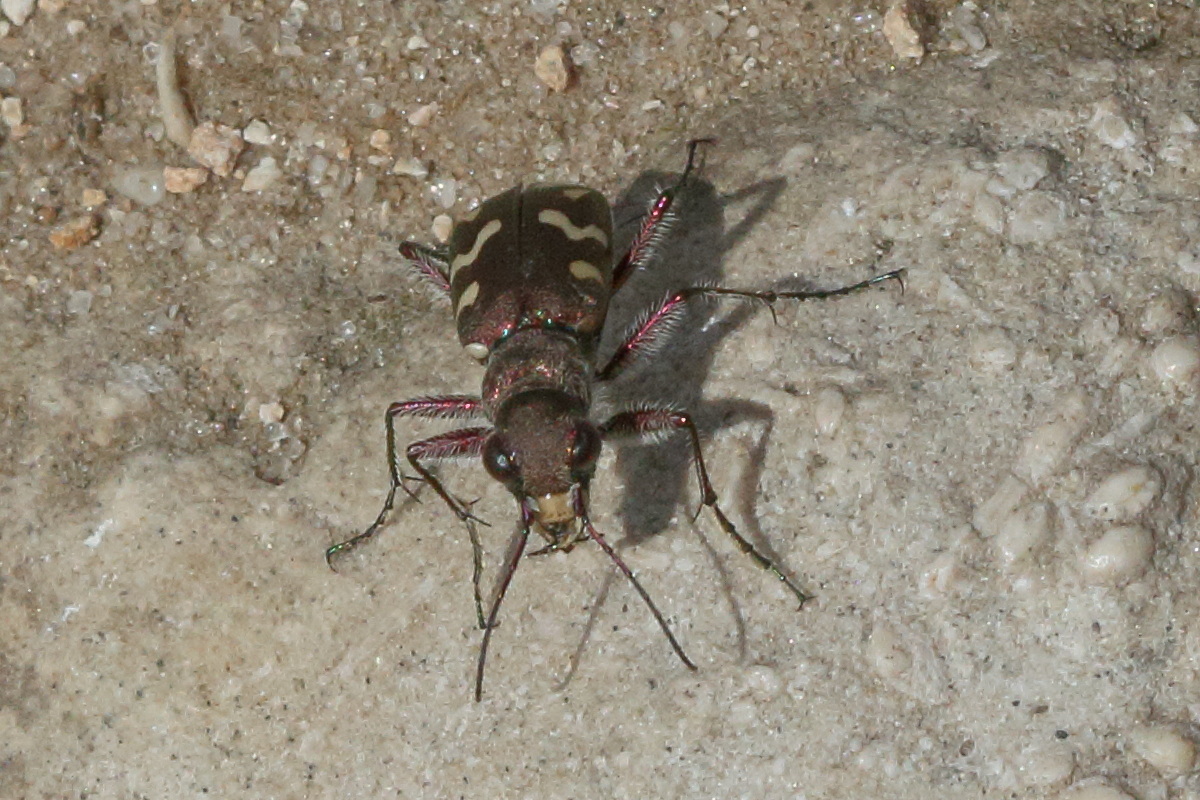 cicindela_hybrida3md