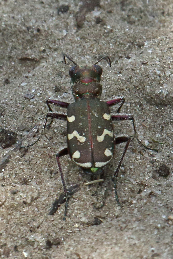 cicindela_hybrida6bd