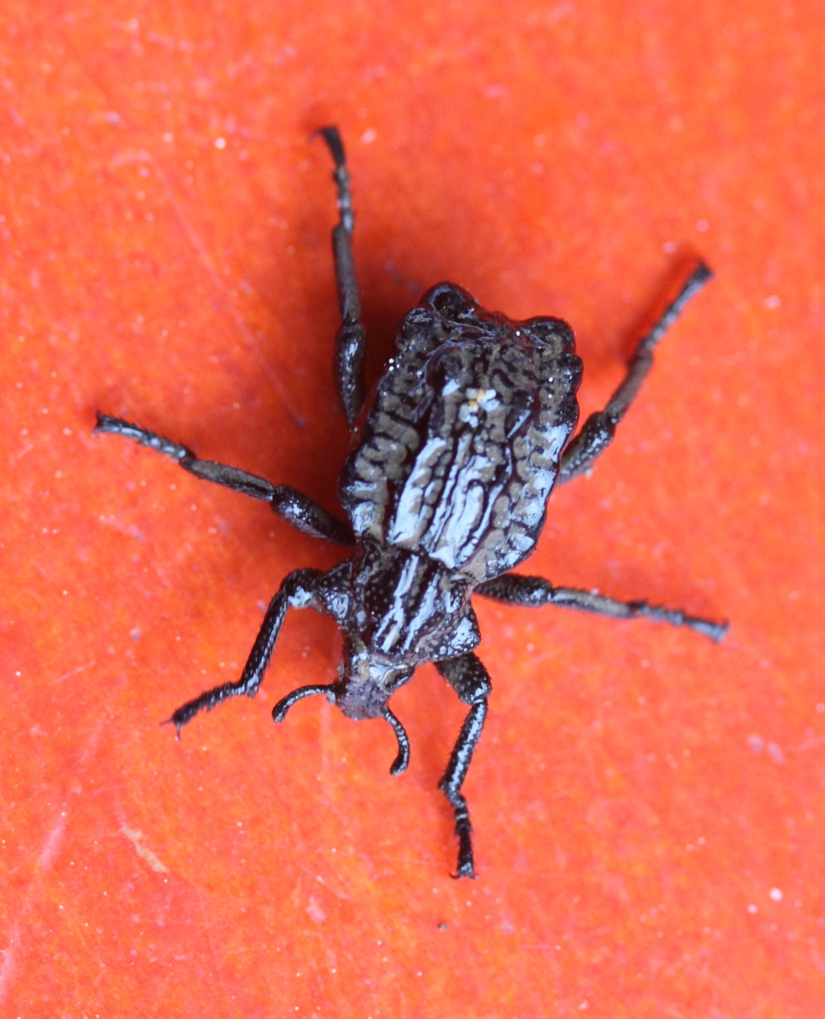 Afficher le média brachycerus_undatus1md brachycerus_undatus1md