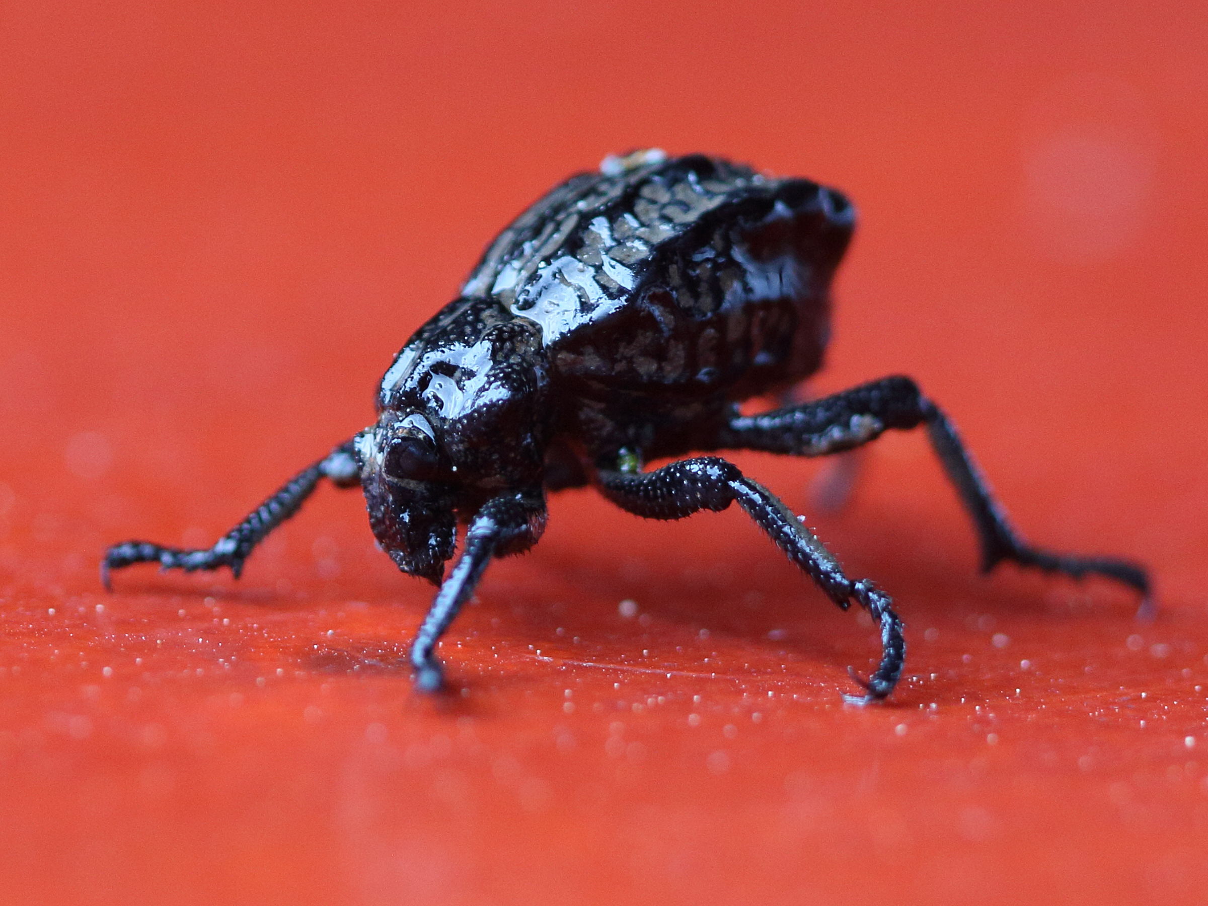 Afficher le média brachycerus_undatus2bd brachycerus_undatus2bd