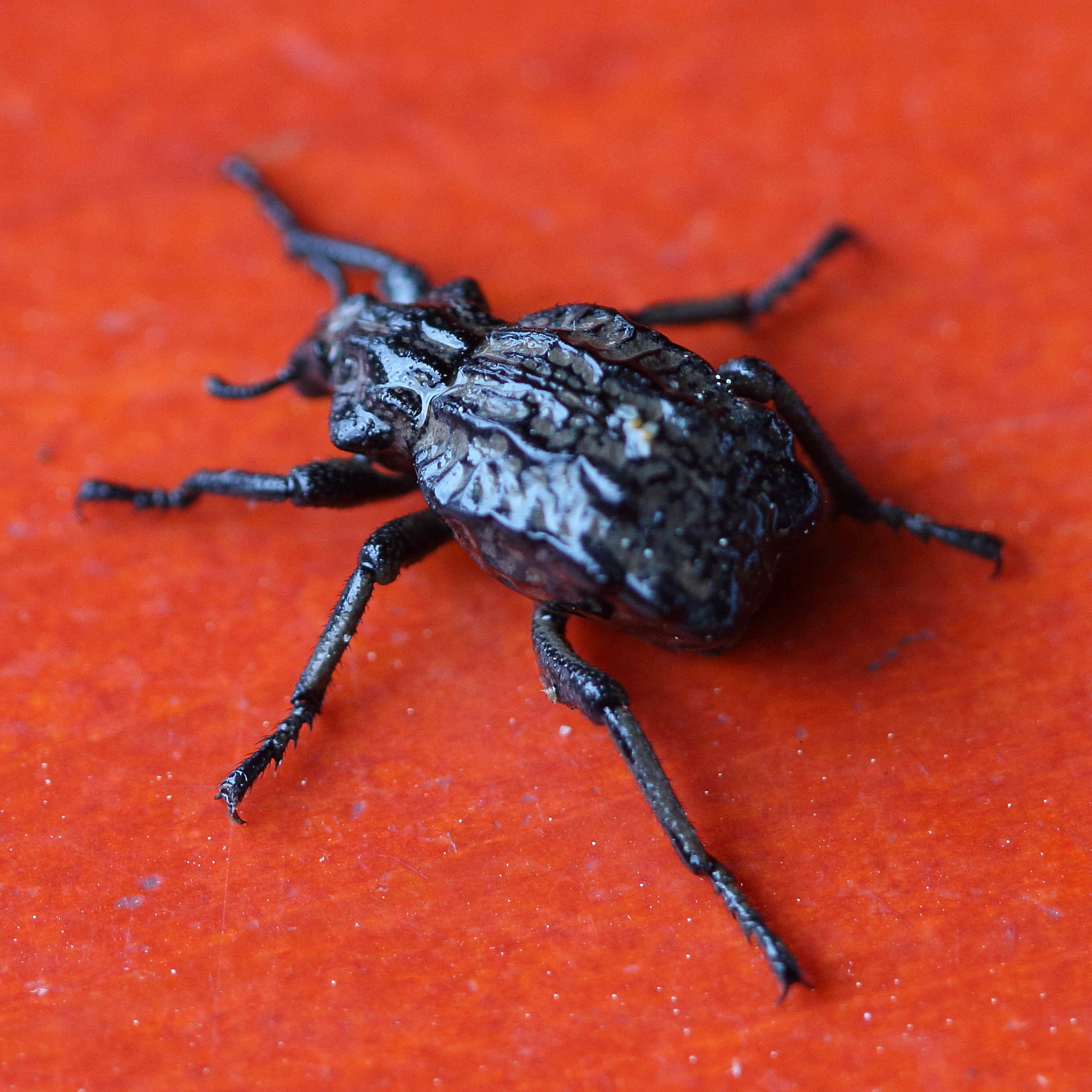 Afficher le média brachycerus_undatus3bd brachycerus_undatus3bd