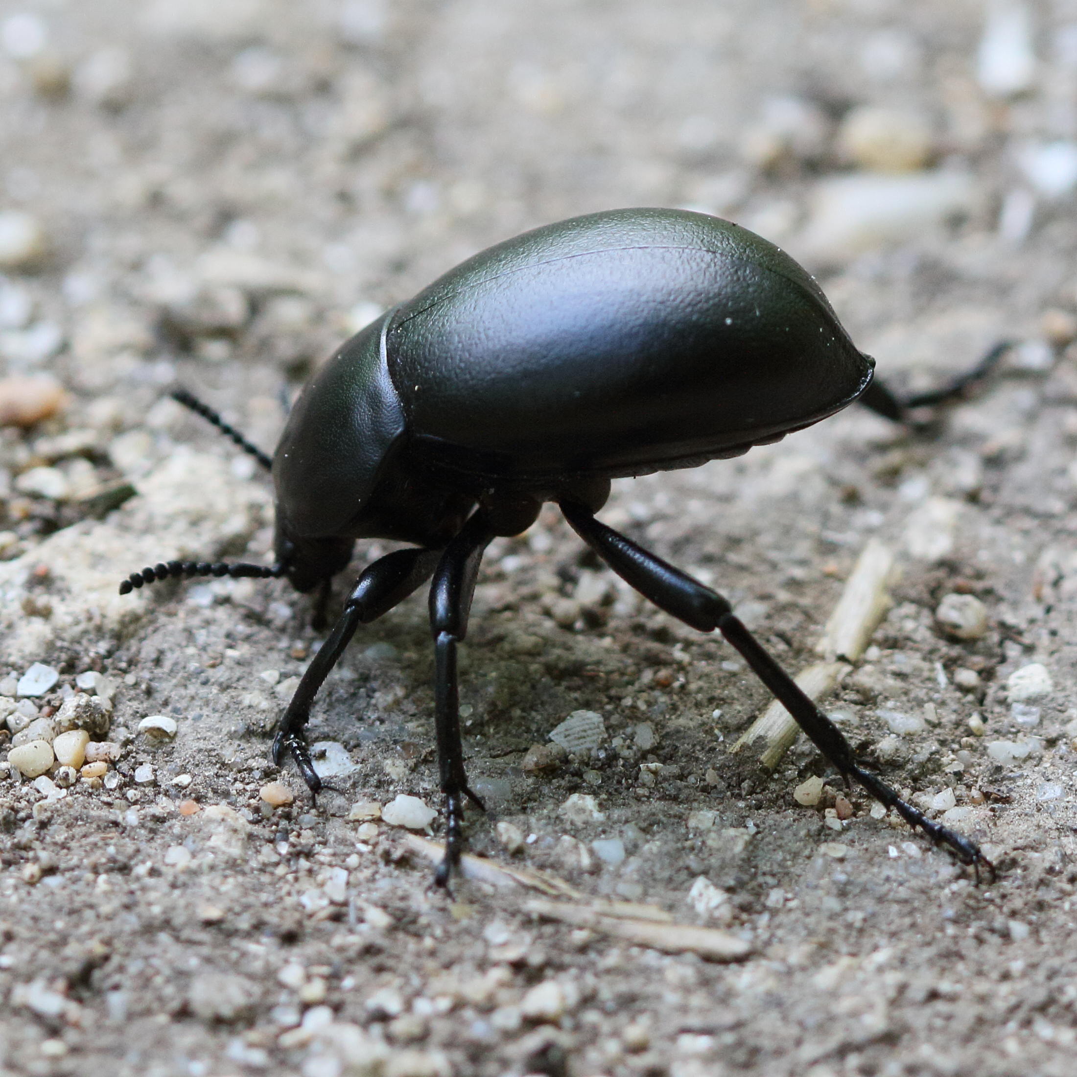 gnaptor_spinimanus1md