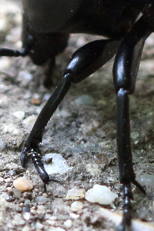 gnaptor_spinimanus2md