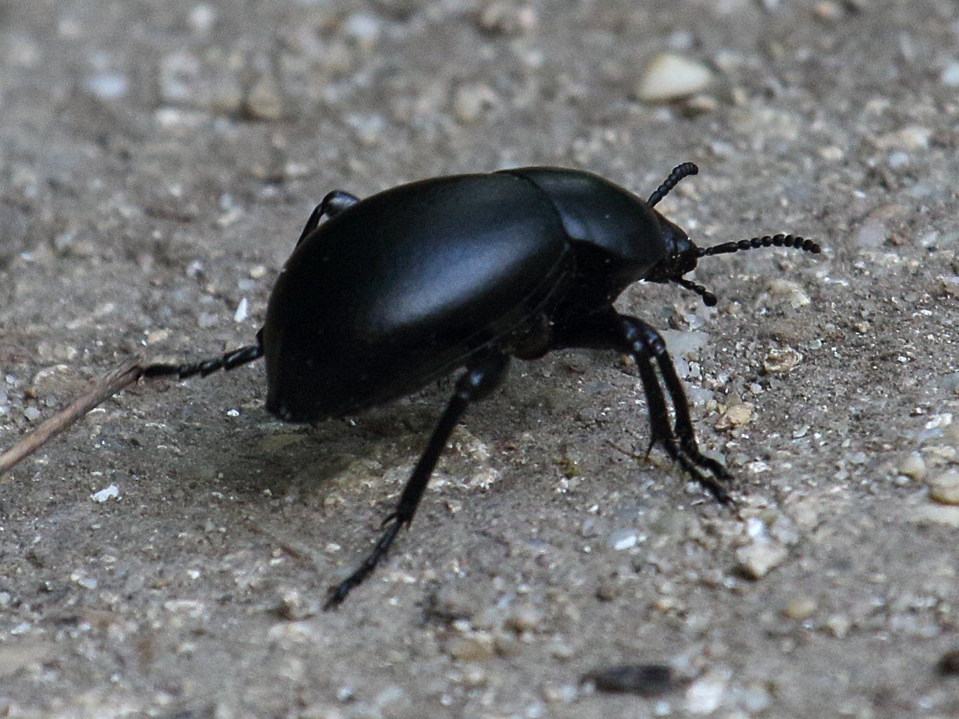 gnaptor_spinimanus3bd