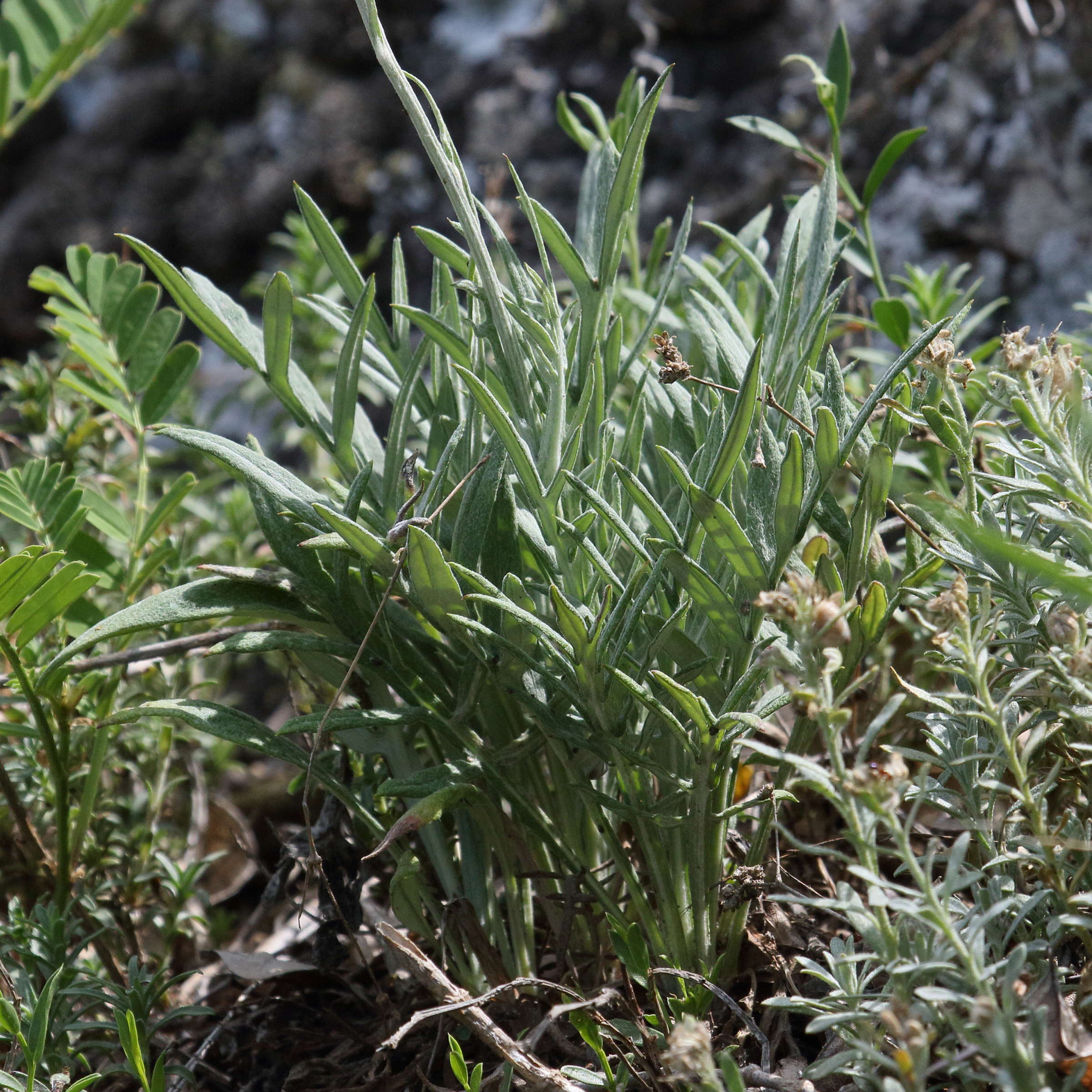 jurinea_consanguinea4bd