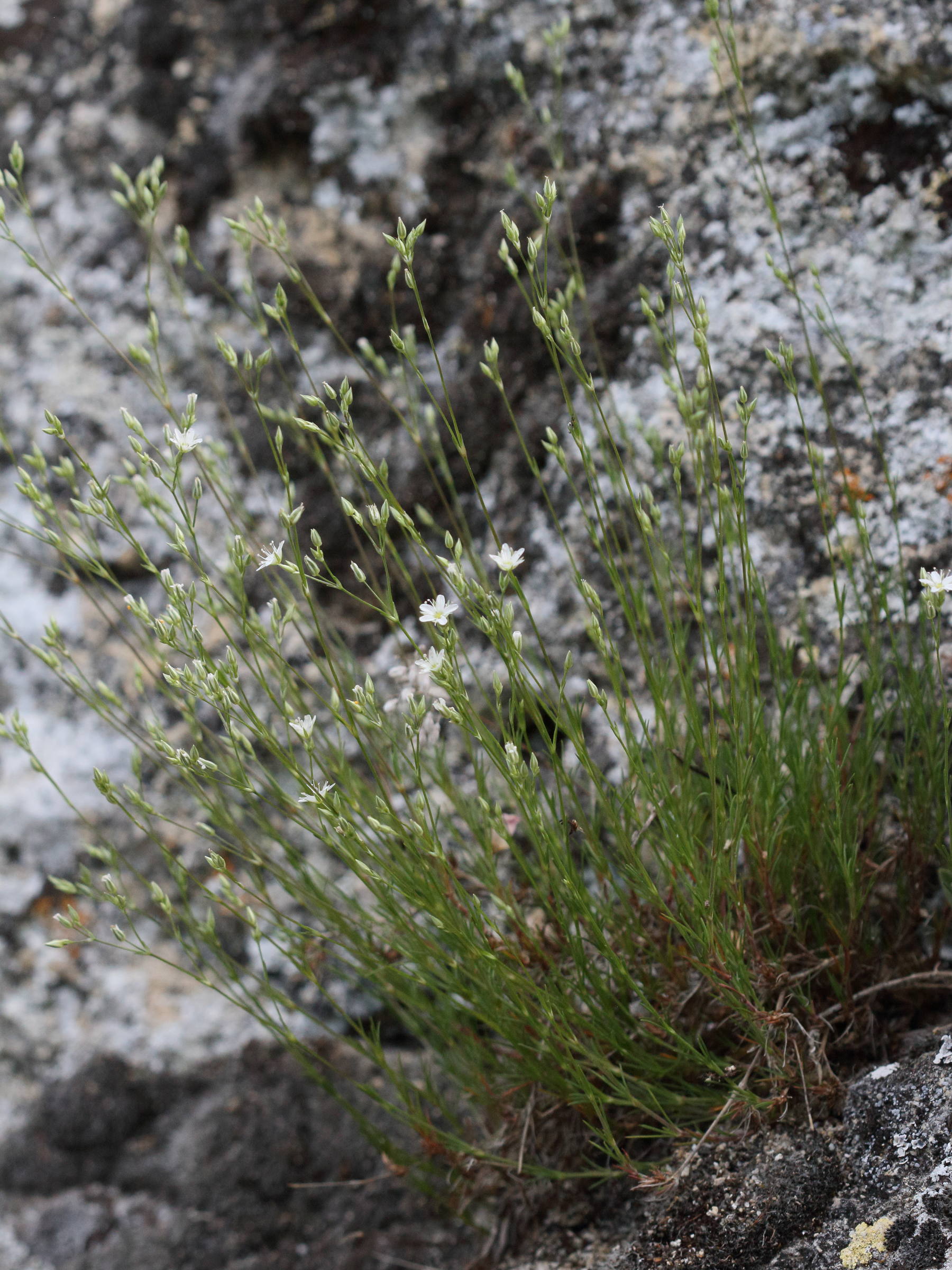 Afficher le média minuartia_setacea1md minuartia_setacea1md