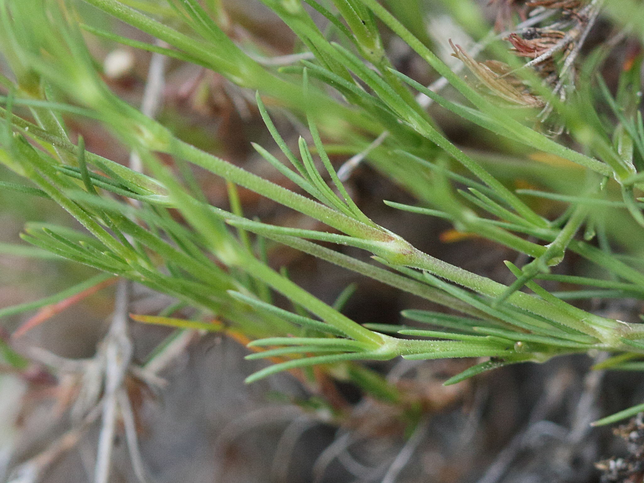 Afficher le média minuartia_setacea2md minuartia_setacea2md