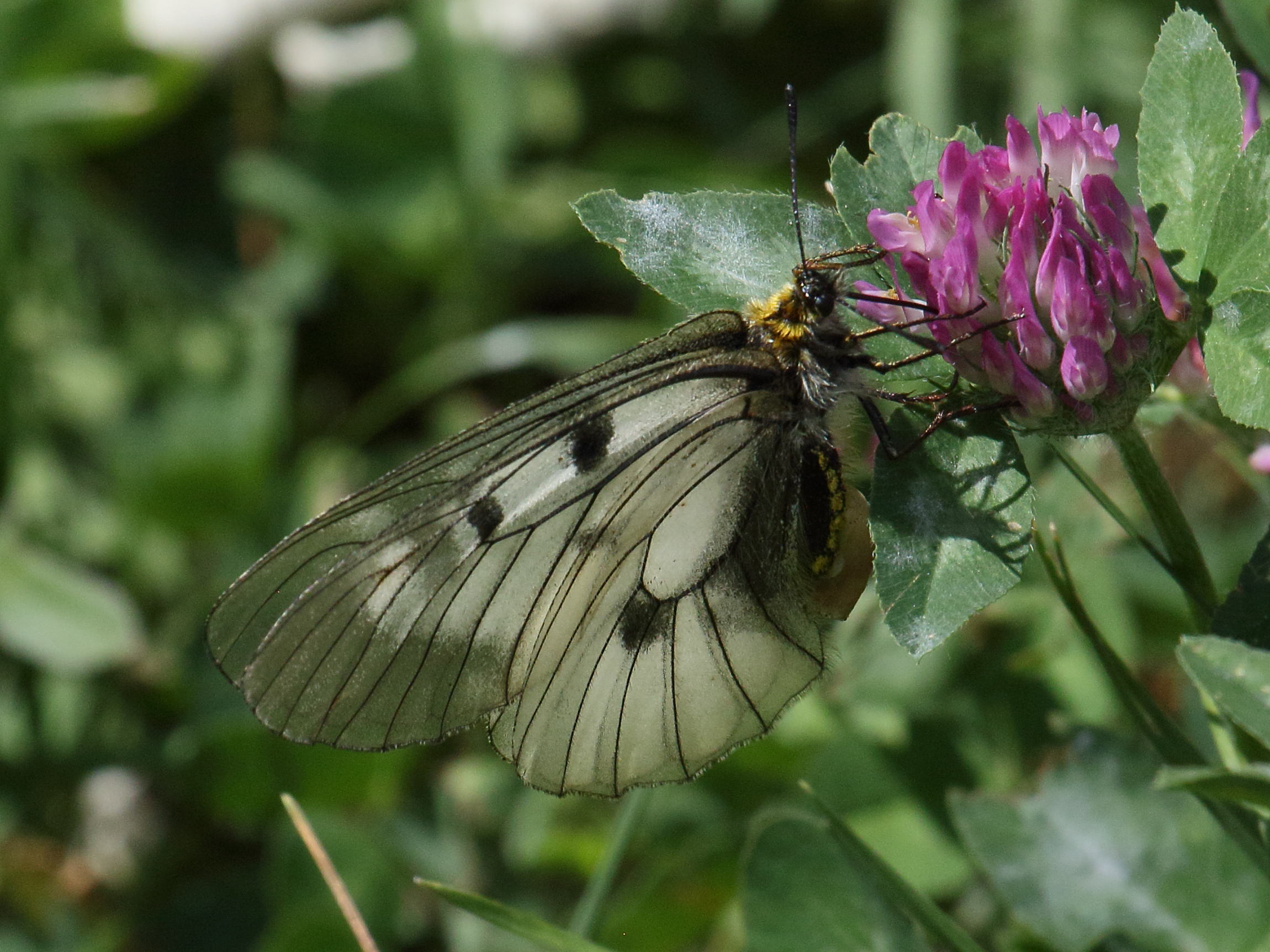 parnassius_mnemosyne1bd