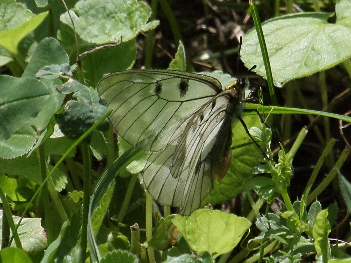 parnassius_mnemosyne2bd