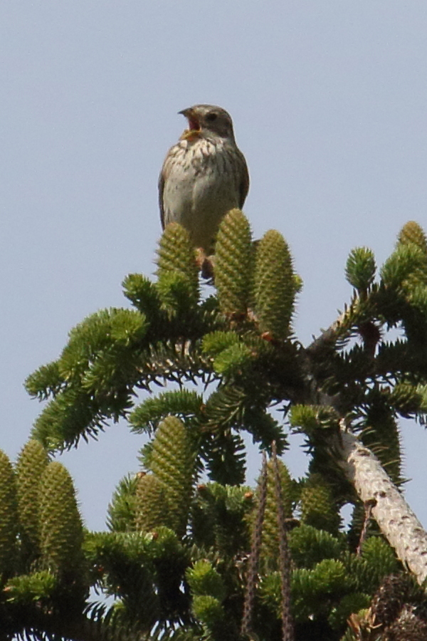 bruant_proyer_-_emberiza_calandra2bd