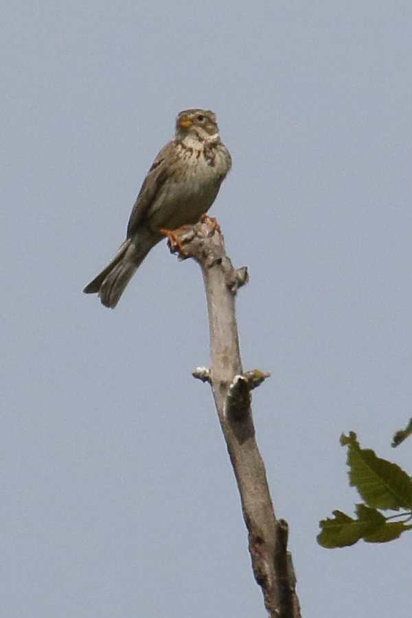 bruant_proyer_-_emberiza_calandra3bd