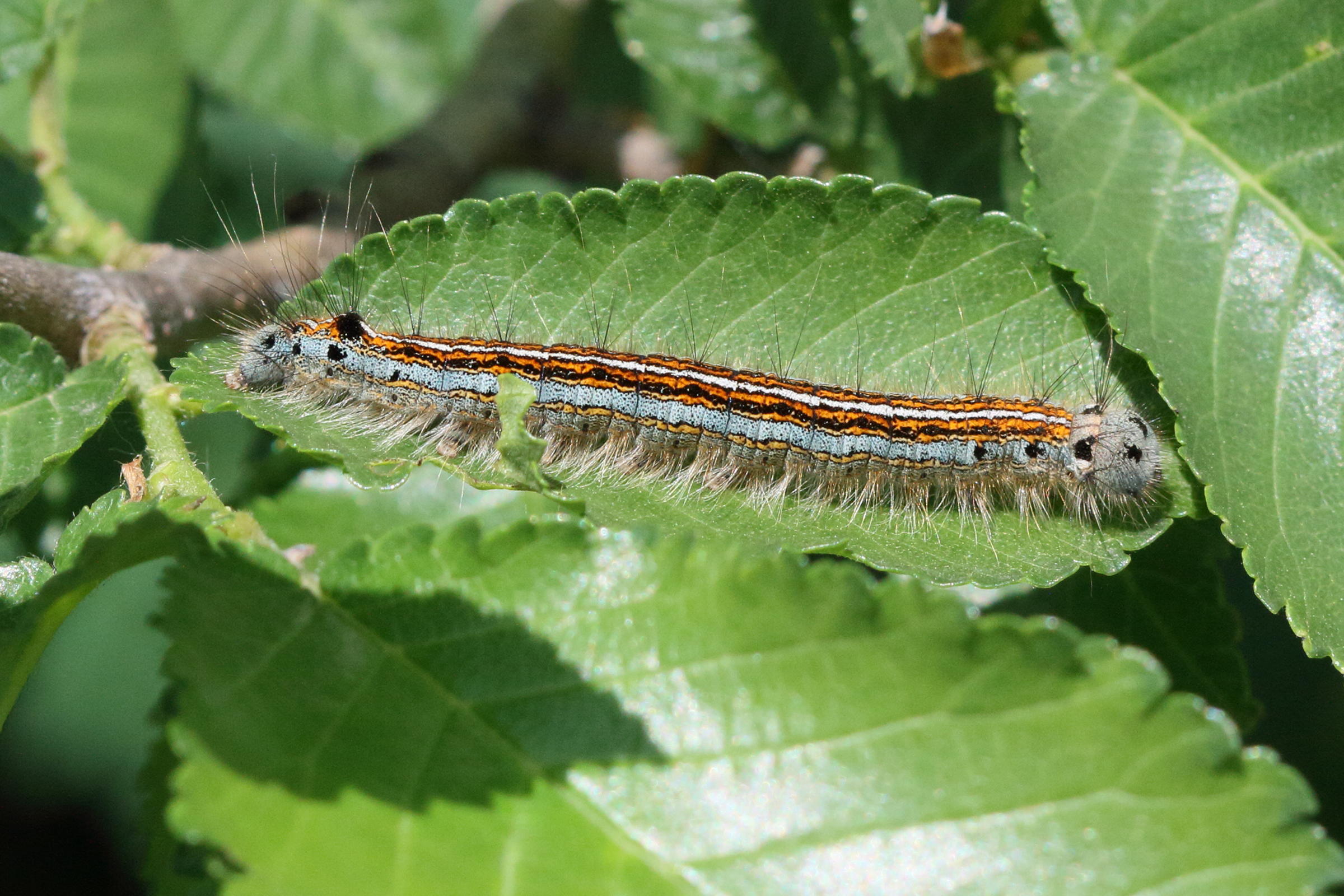 Afficher le média malacosoma_neustria_ch3md malacosoma_neustria_ch3md