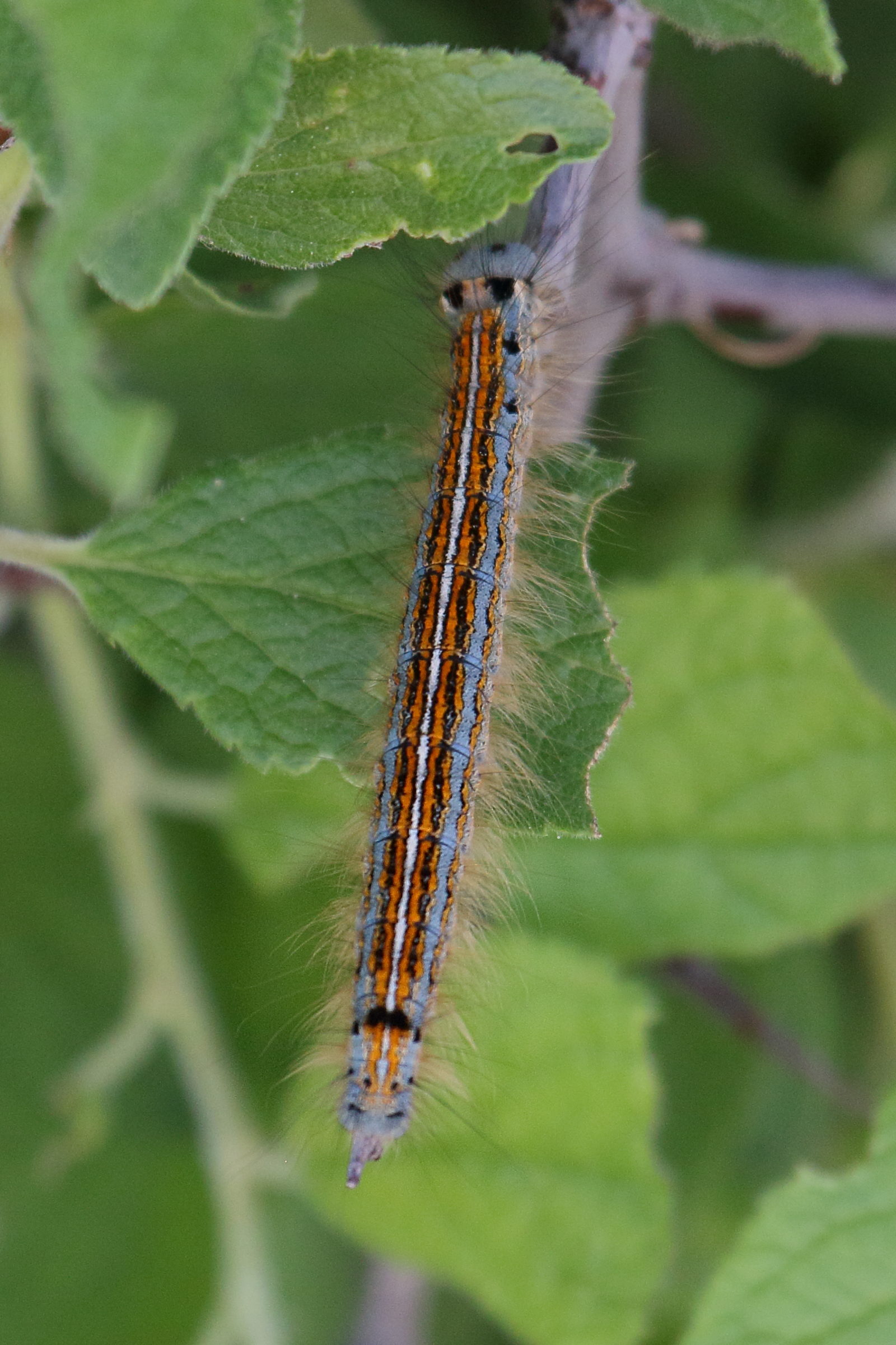 Afficher le média malacosoma_neustria_ch4bd malacosoma_neustria_ch4bd