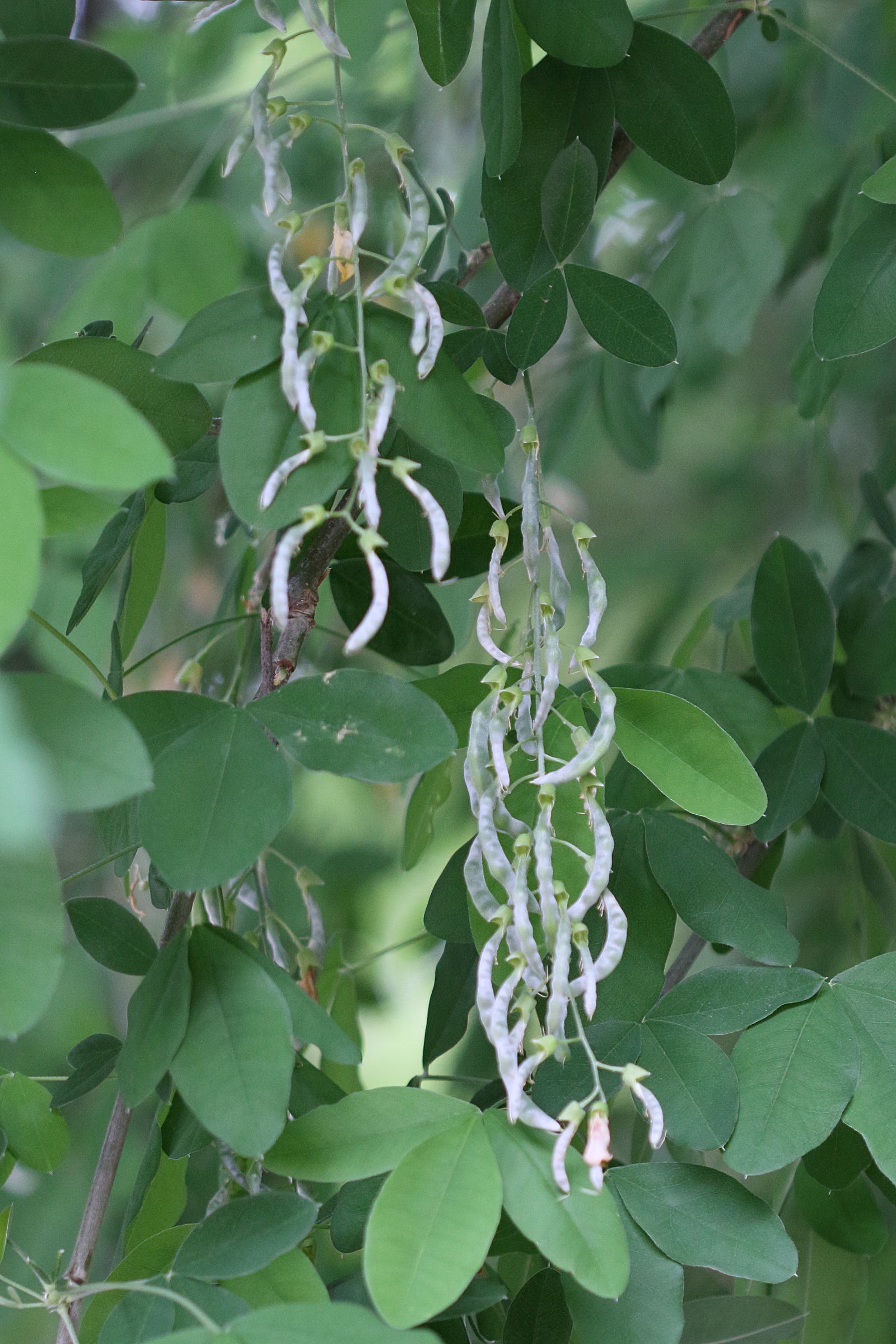 laburnum_anagyroides6md