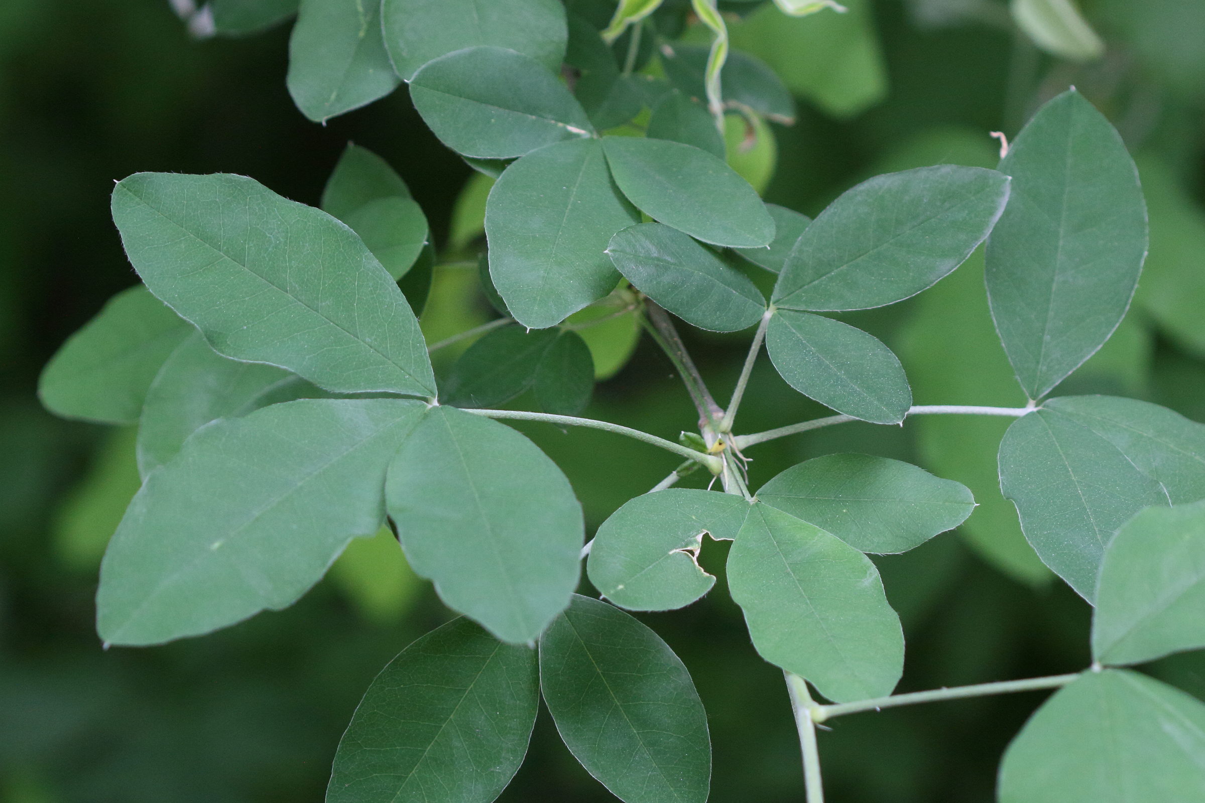 laburnum_anagyroides7md