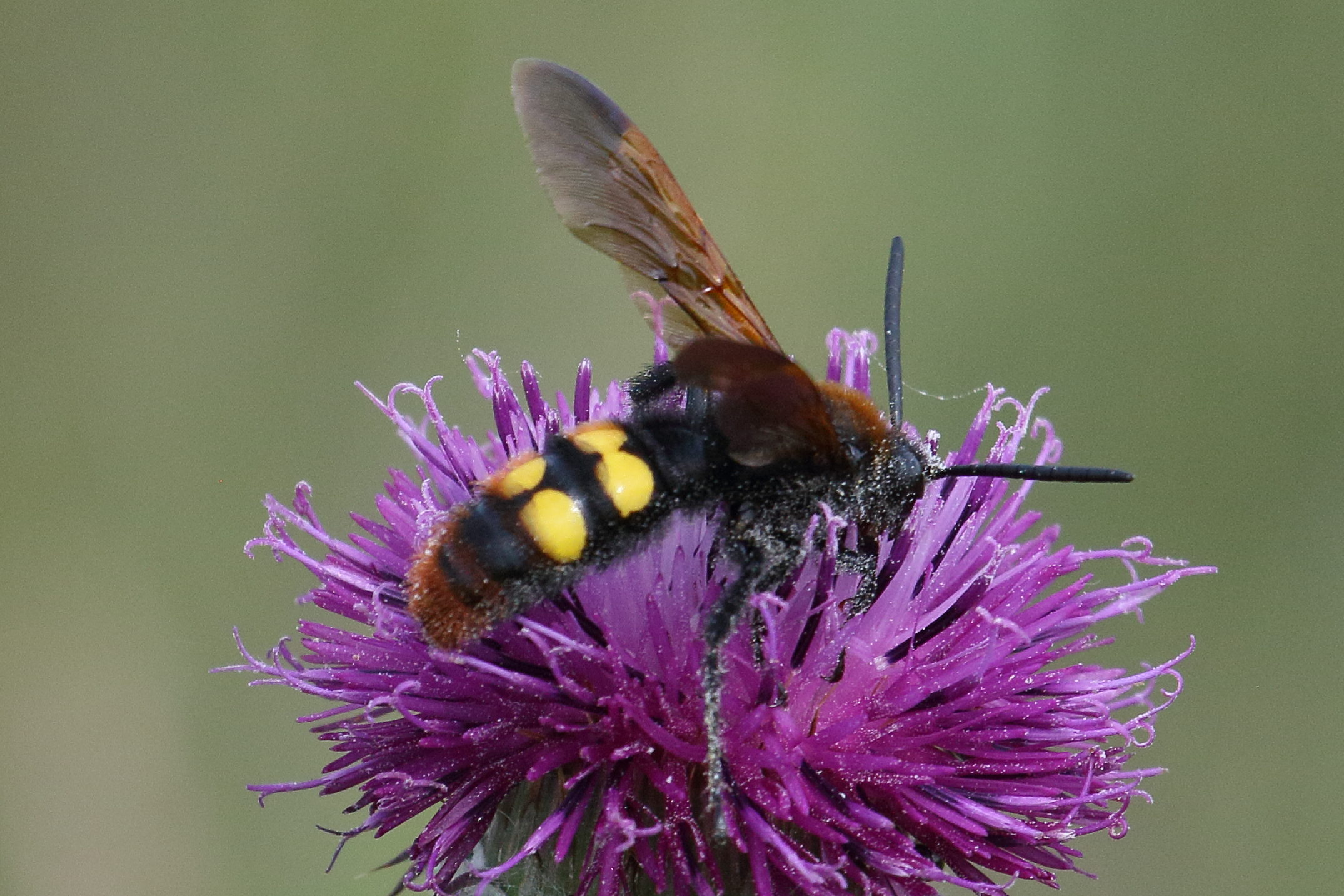 Afficher le média megascolia_maculata_maculata6bd megascolia_maculata_maculata6bd