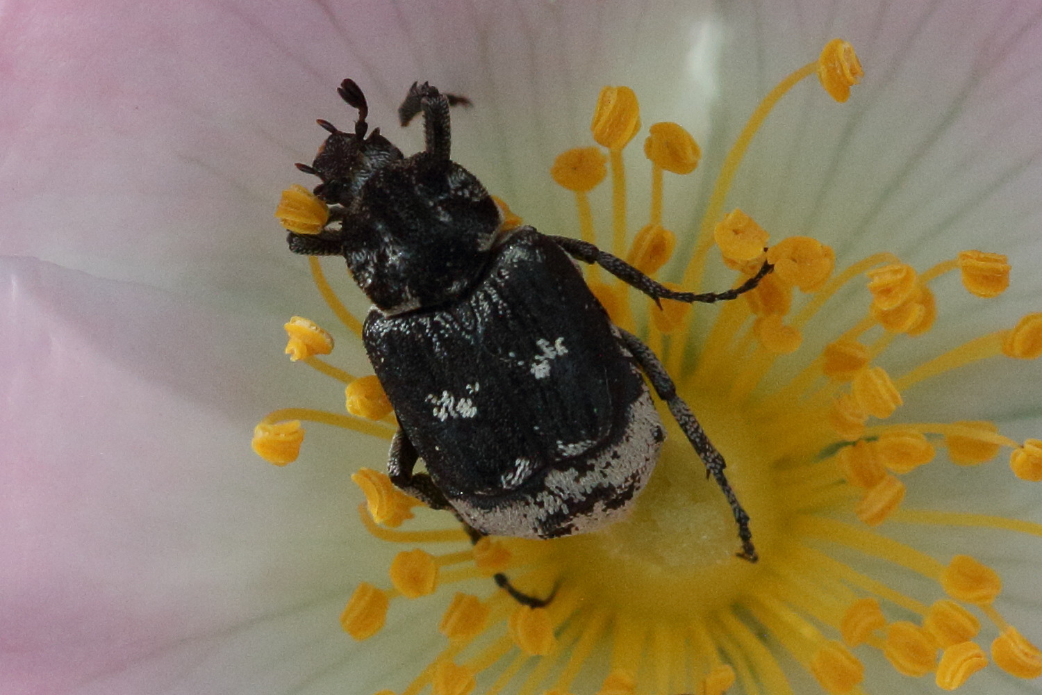 valgus_hemipterus4md