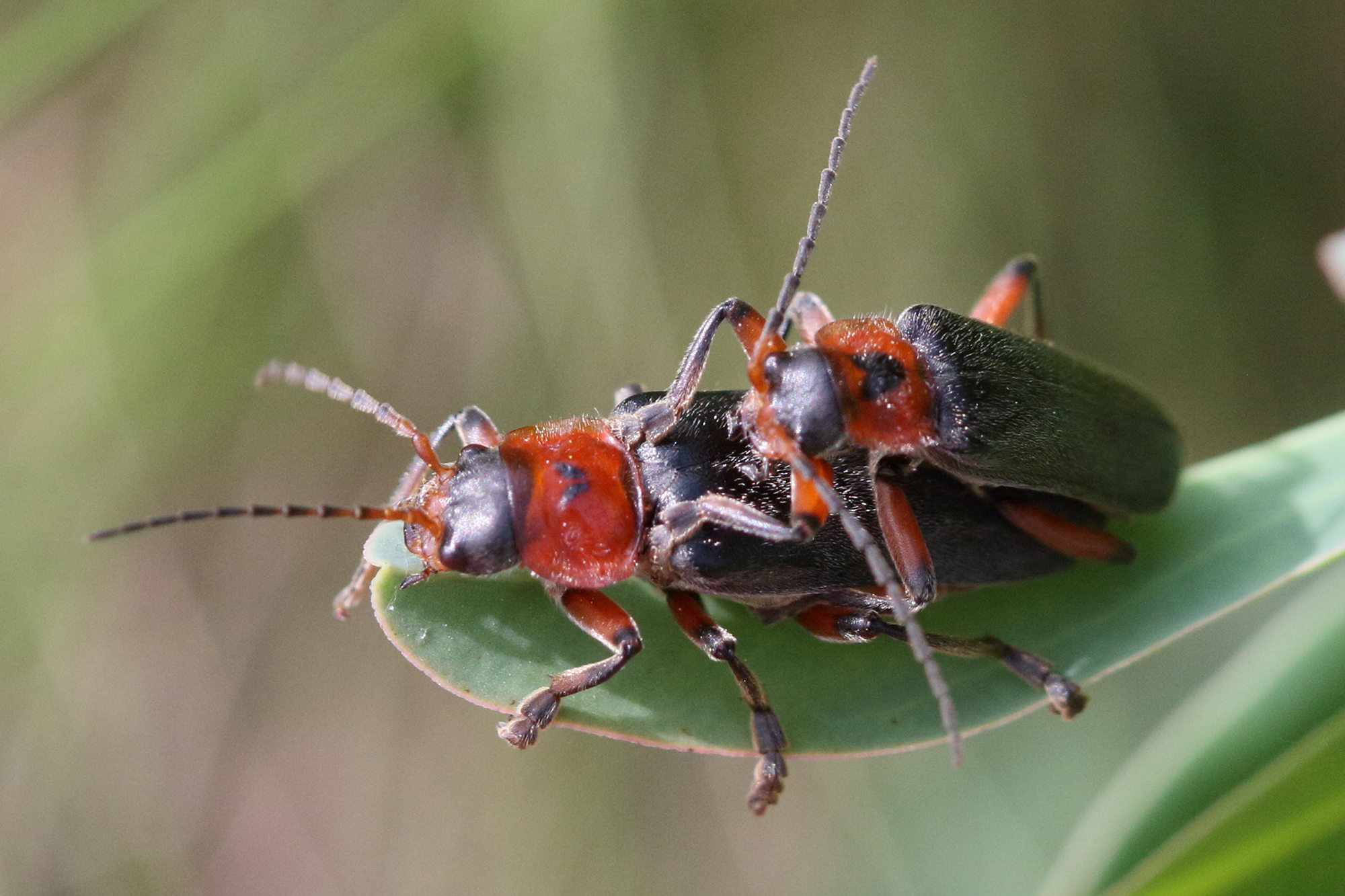 cantharis_rustica4md