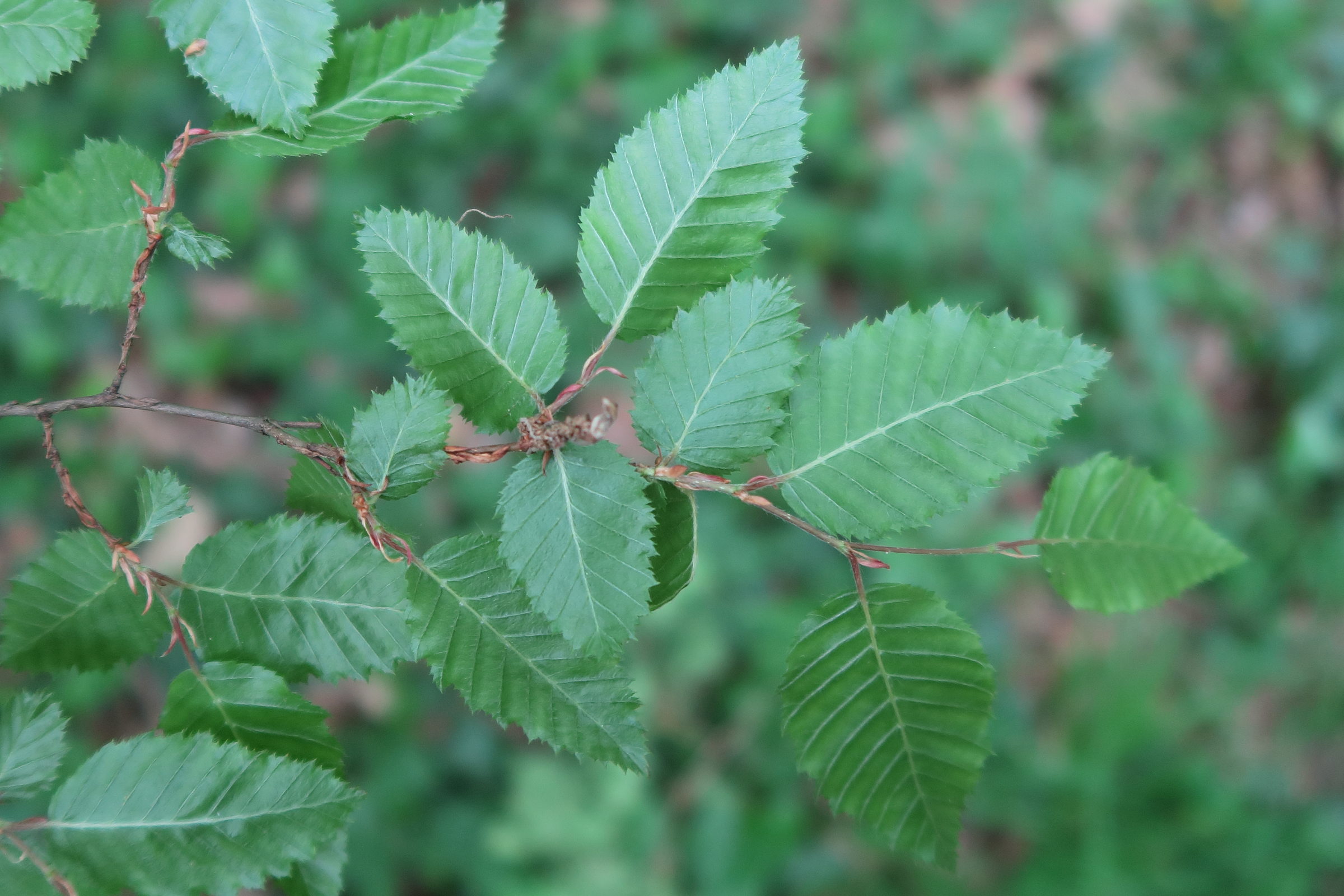 carpinus_orientalis1md