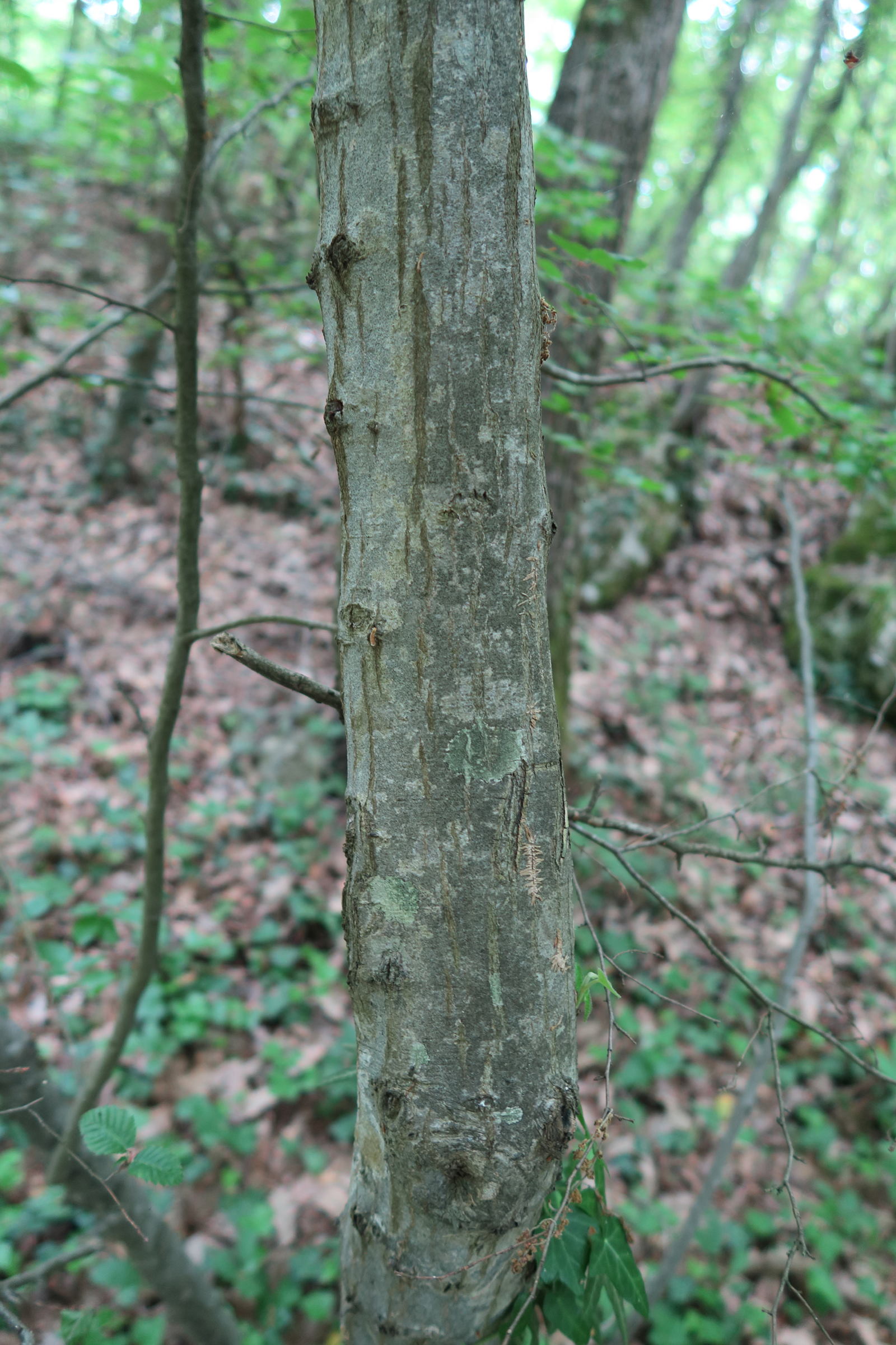 carpinus_orientalis2md