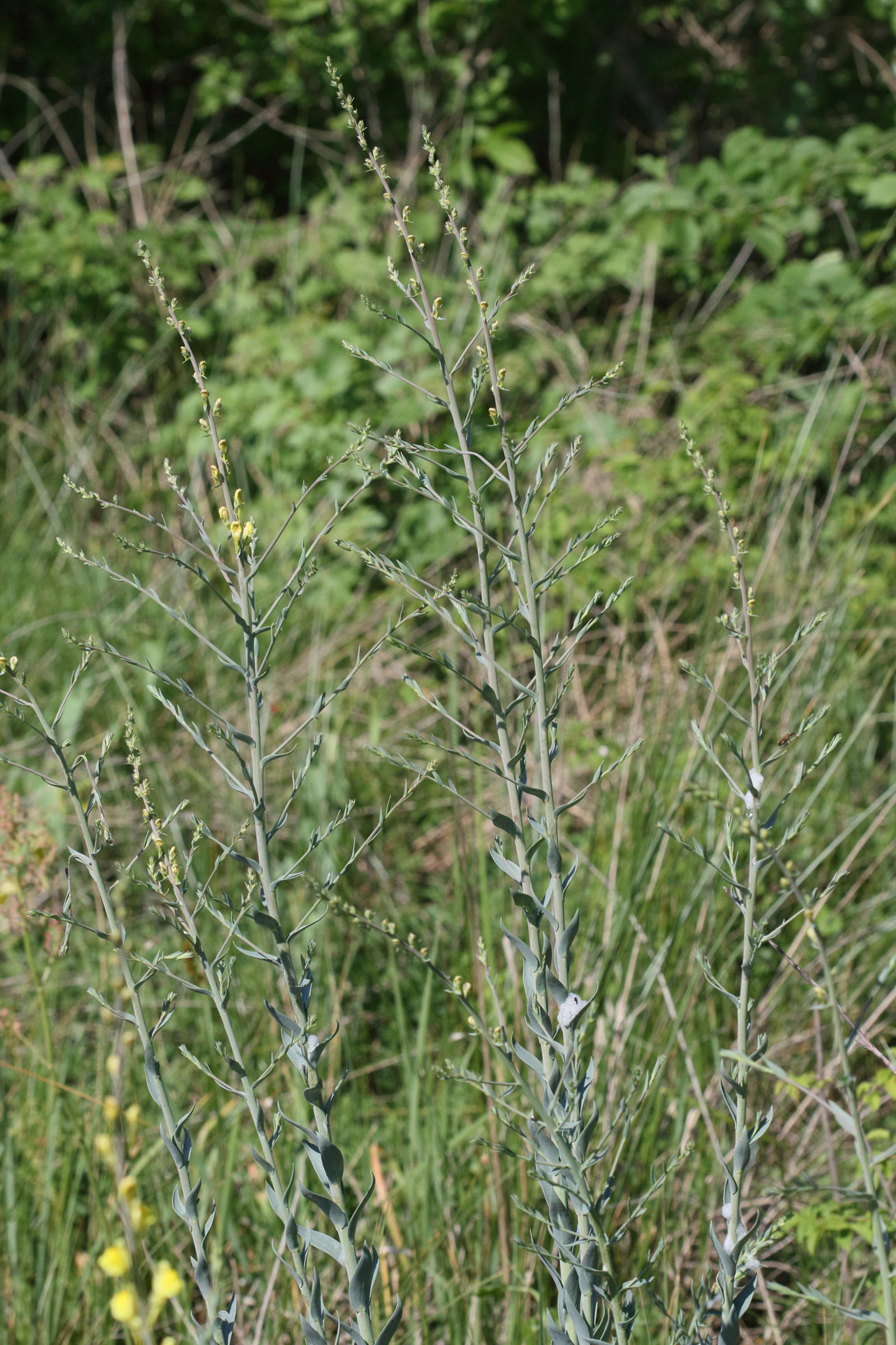 linaria_dalmatica1md