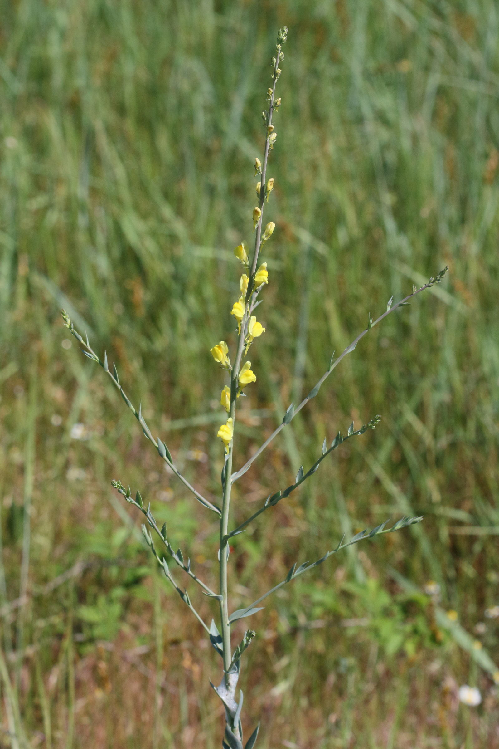linaria_dalmatica2md