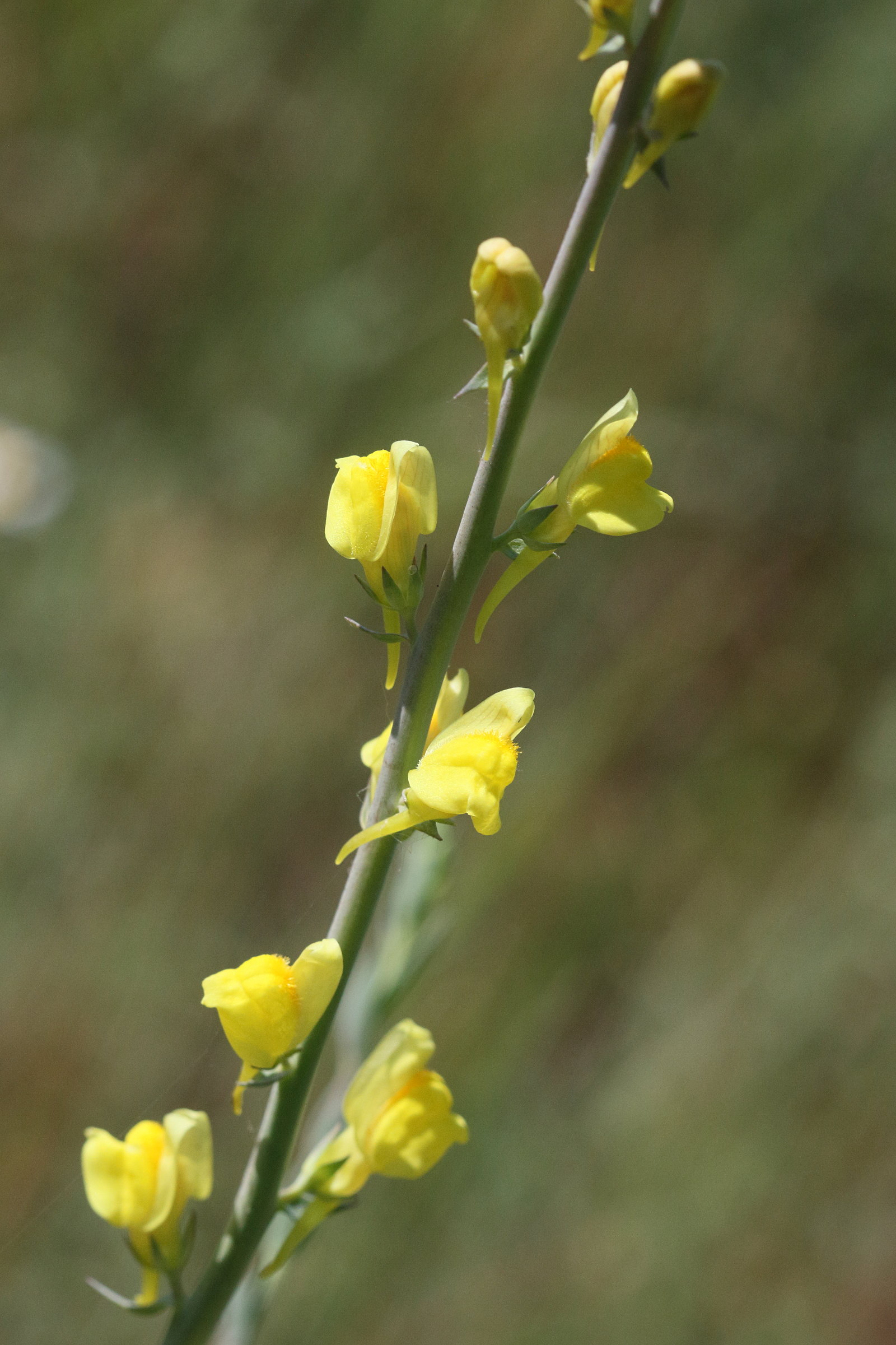 linaria_dalmatica3md