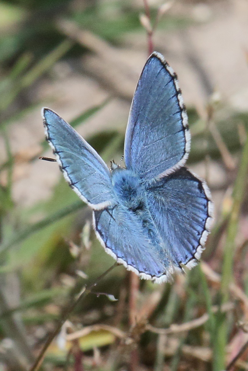 lysandra_bellargus3bd