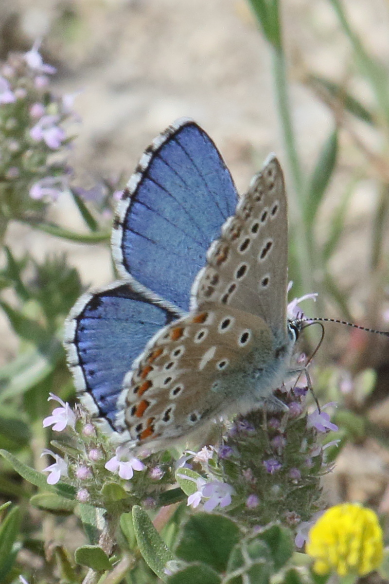 lysandra_bellargus4bd