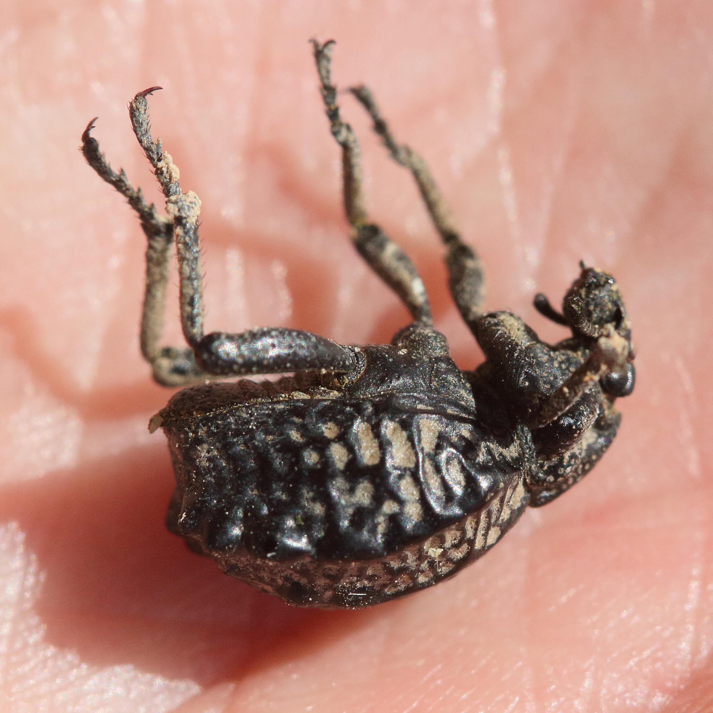 Afficher le média brachycerus_undatus4md brachycerus_undatus4md