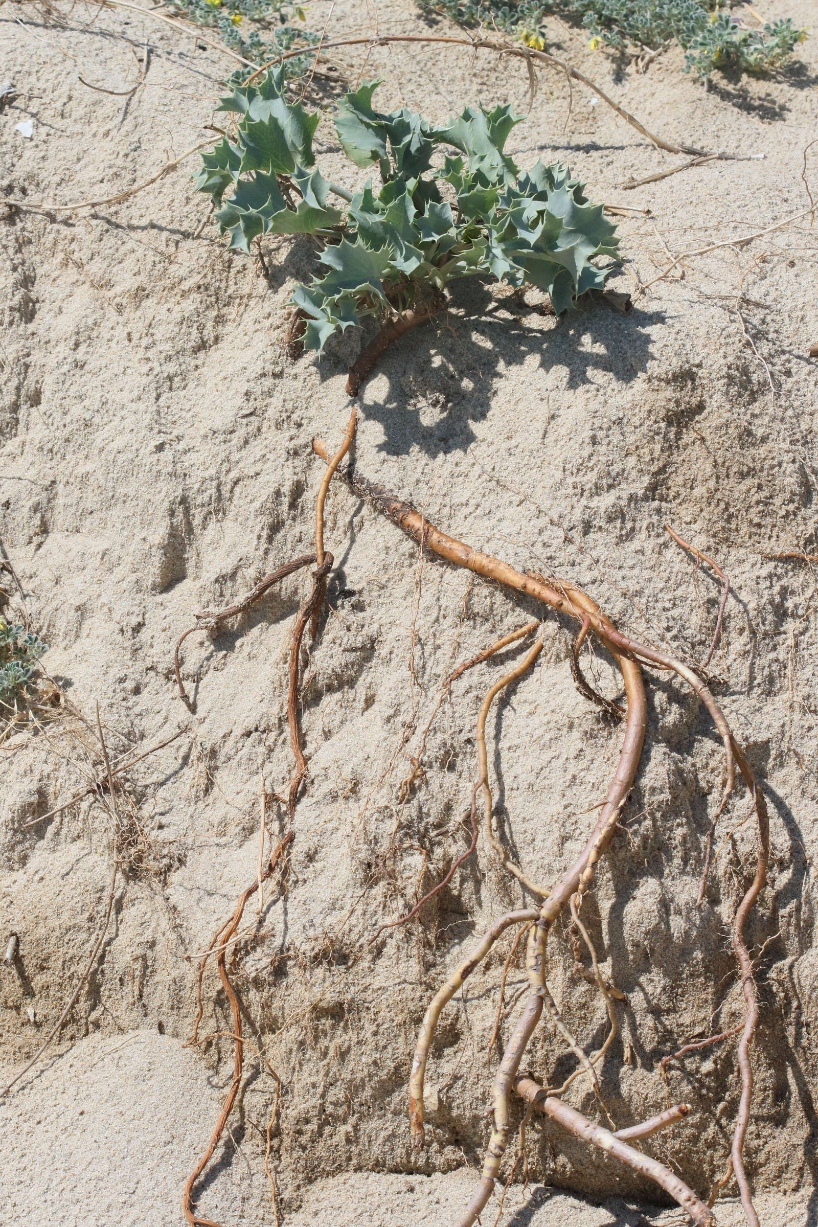 eryngium_maritimum5md