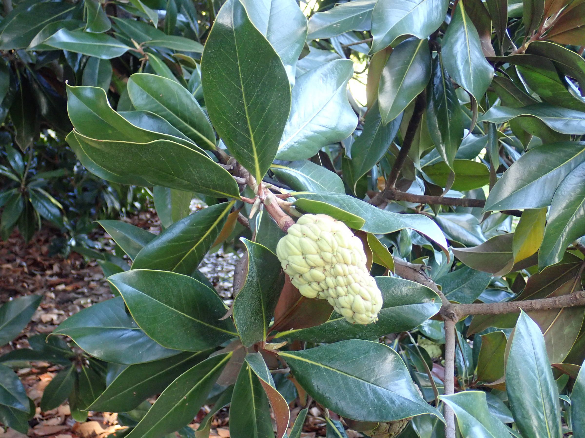 Afficher le média magnolia_grandiflora7fc magnolia_grandiflora7fc