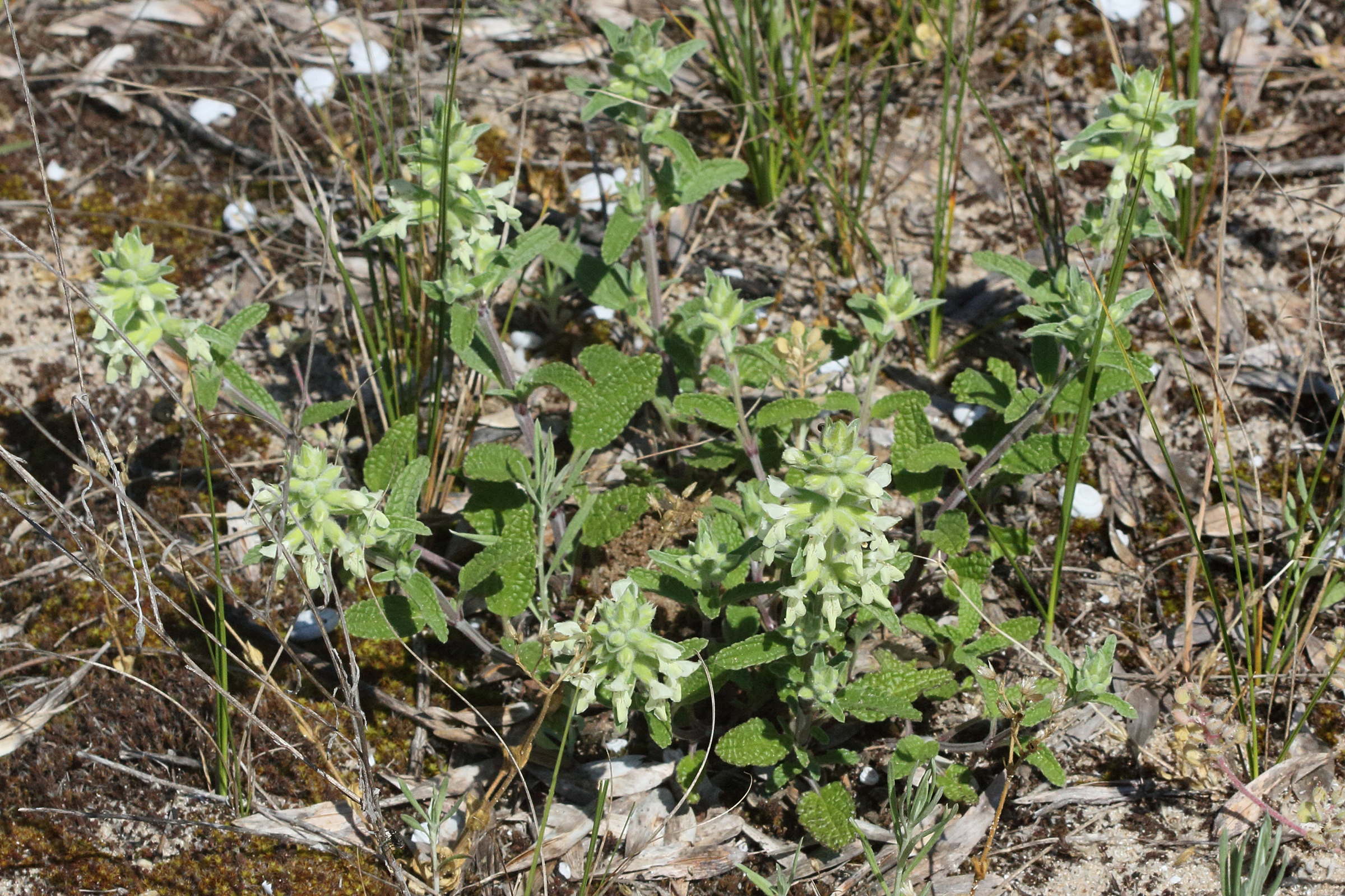 Afficher le média stachys_maritima1md stachys_maritima1md
