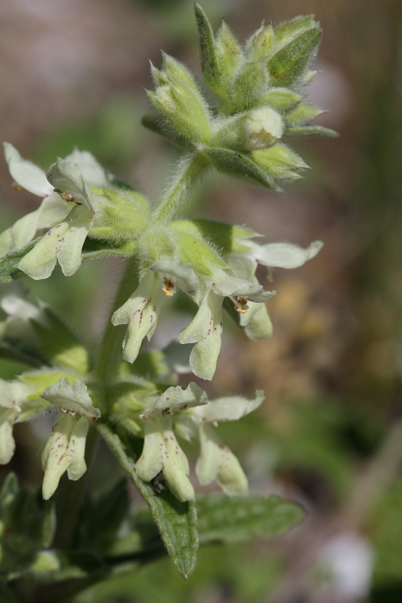 Afficher le média stachys_maritima2md stachys_maritima2md