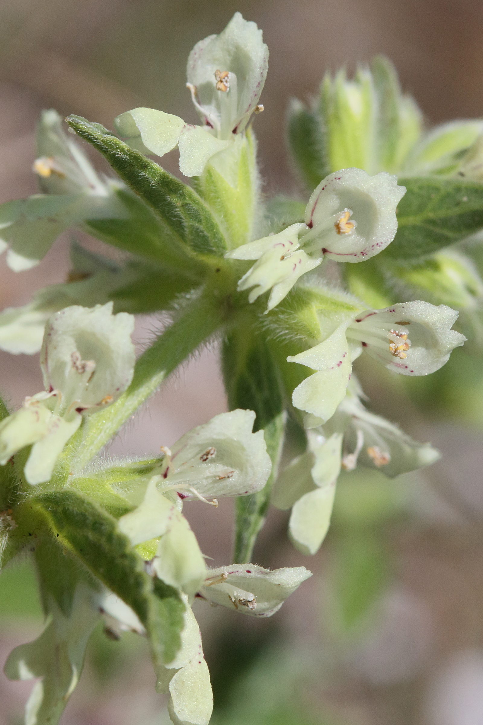 Afficher le média stachys_maritima3md stachys_maritima3md