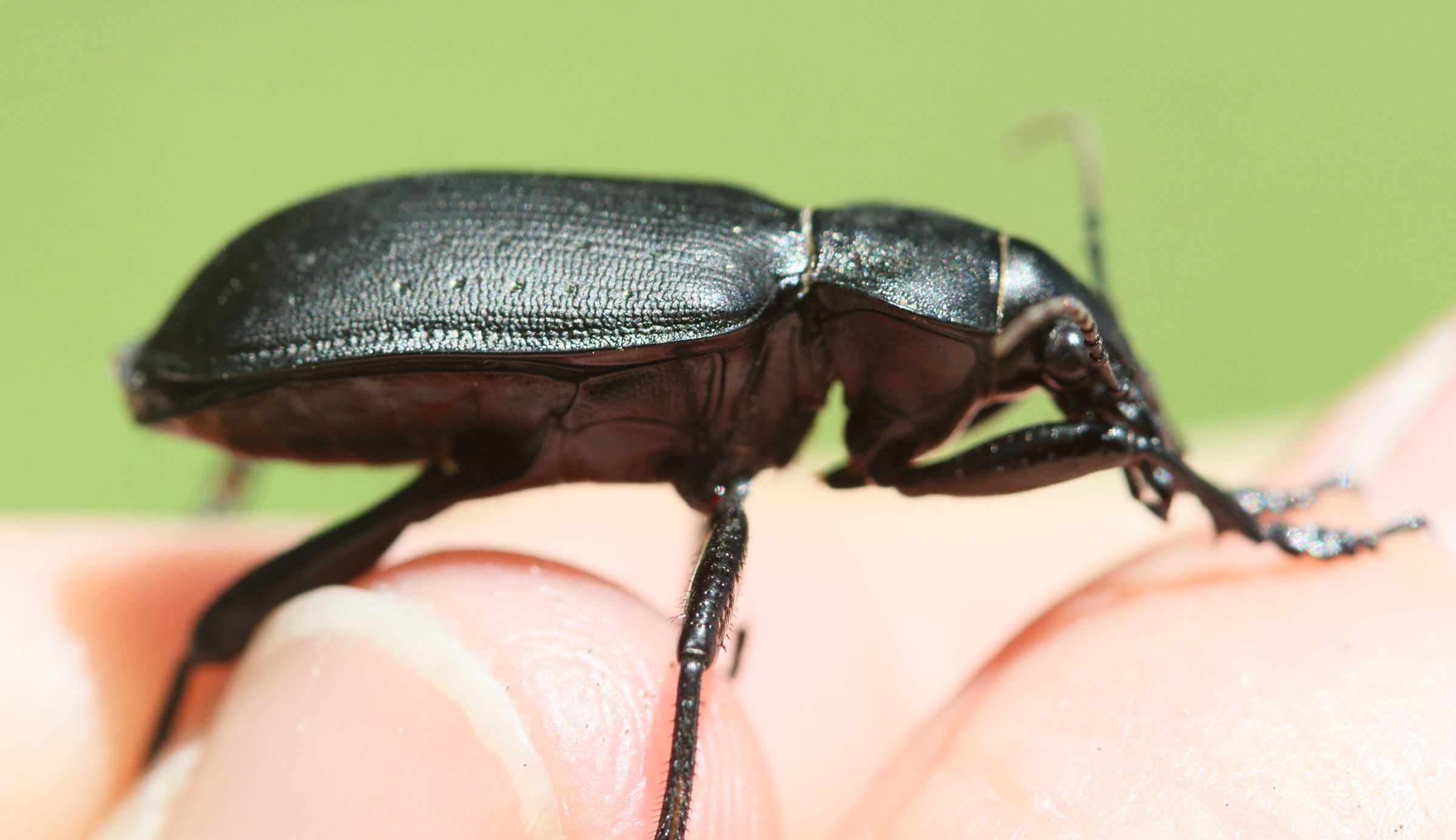 calosoma_inquisitor4md