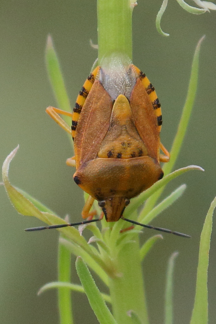 carpocoris_mediterraneus7bd