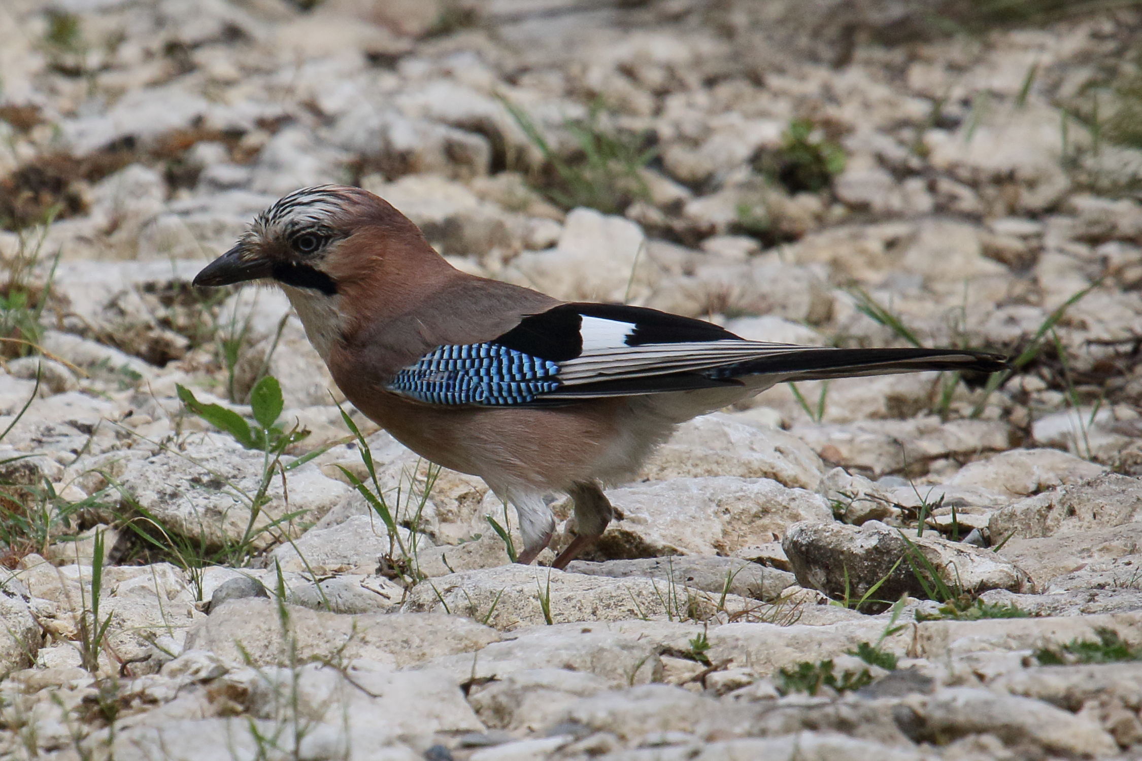 garrulus_glandarius7bd