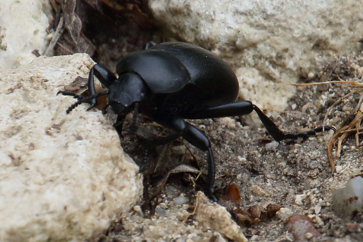 gnaptor_spinimanus4bd