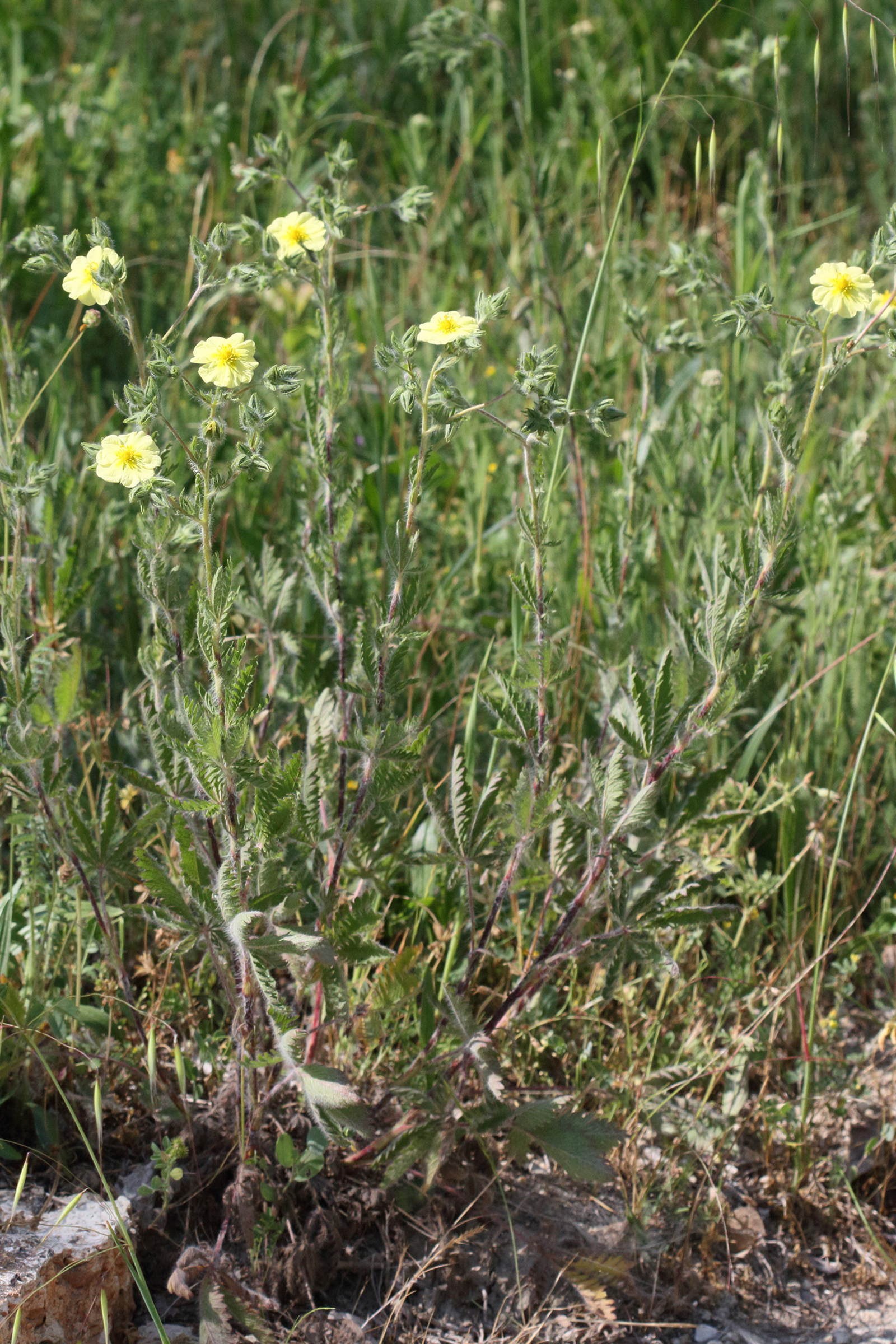 potentilla_astracanica1md