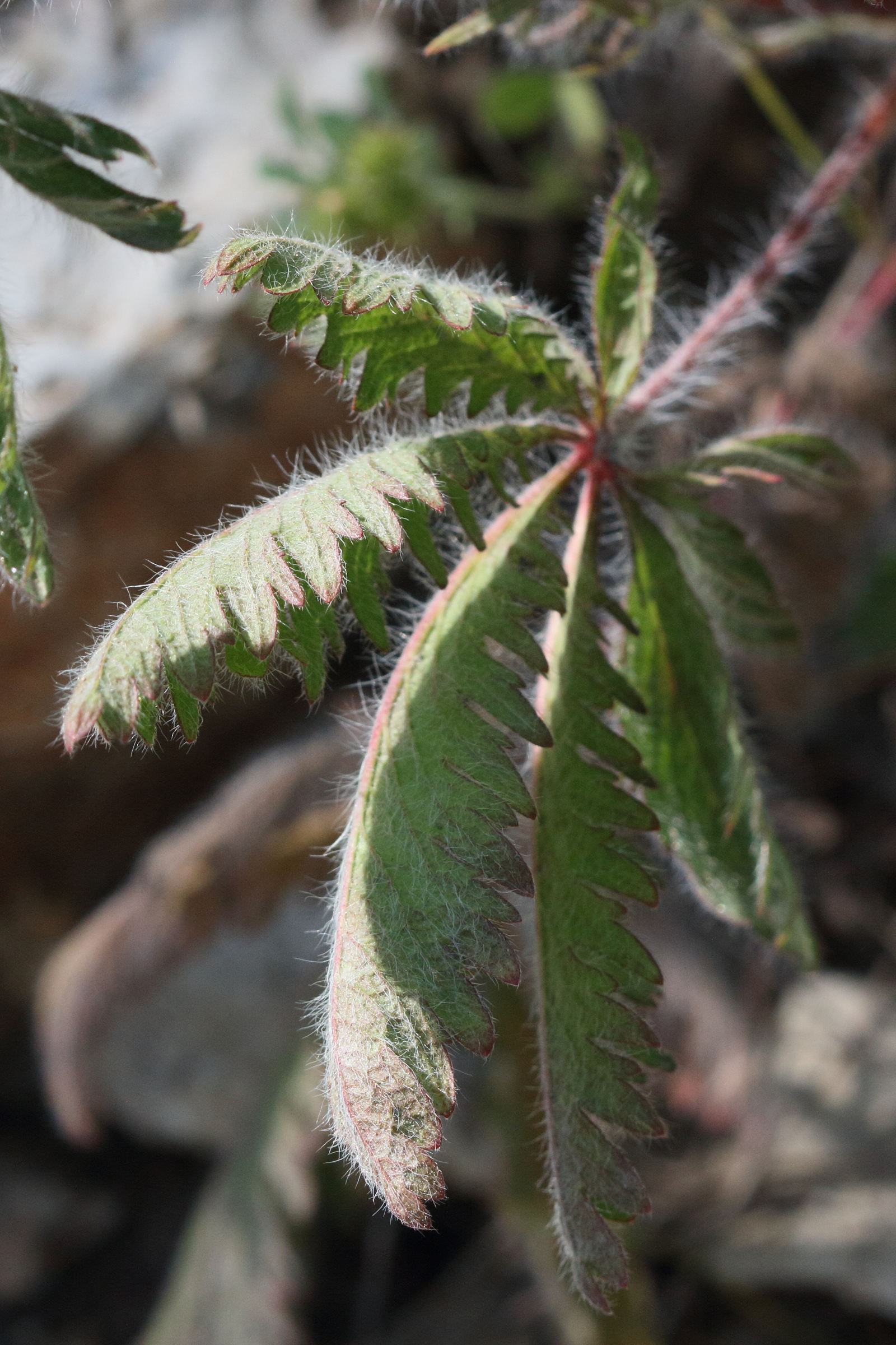 potentilla_astracanica2md