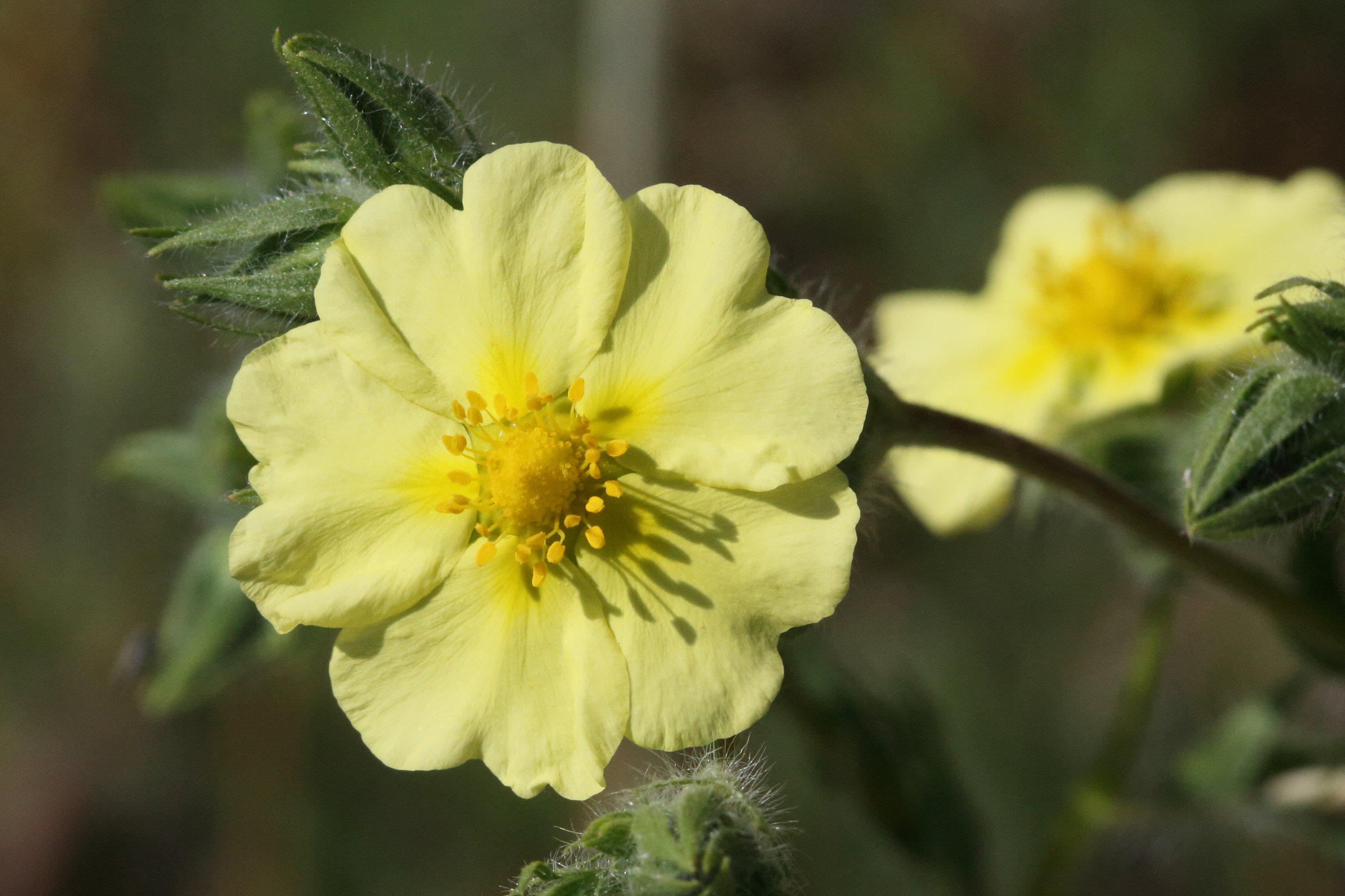potentilla_astracanica3md