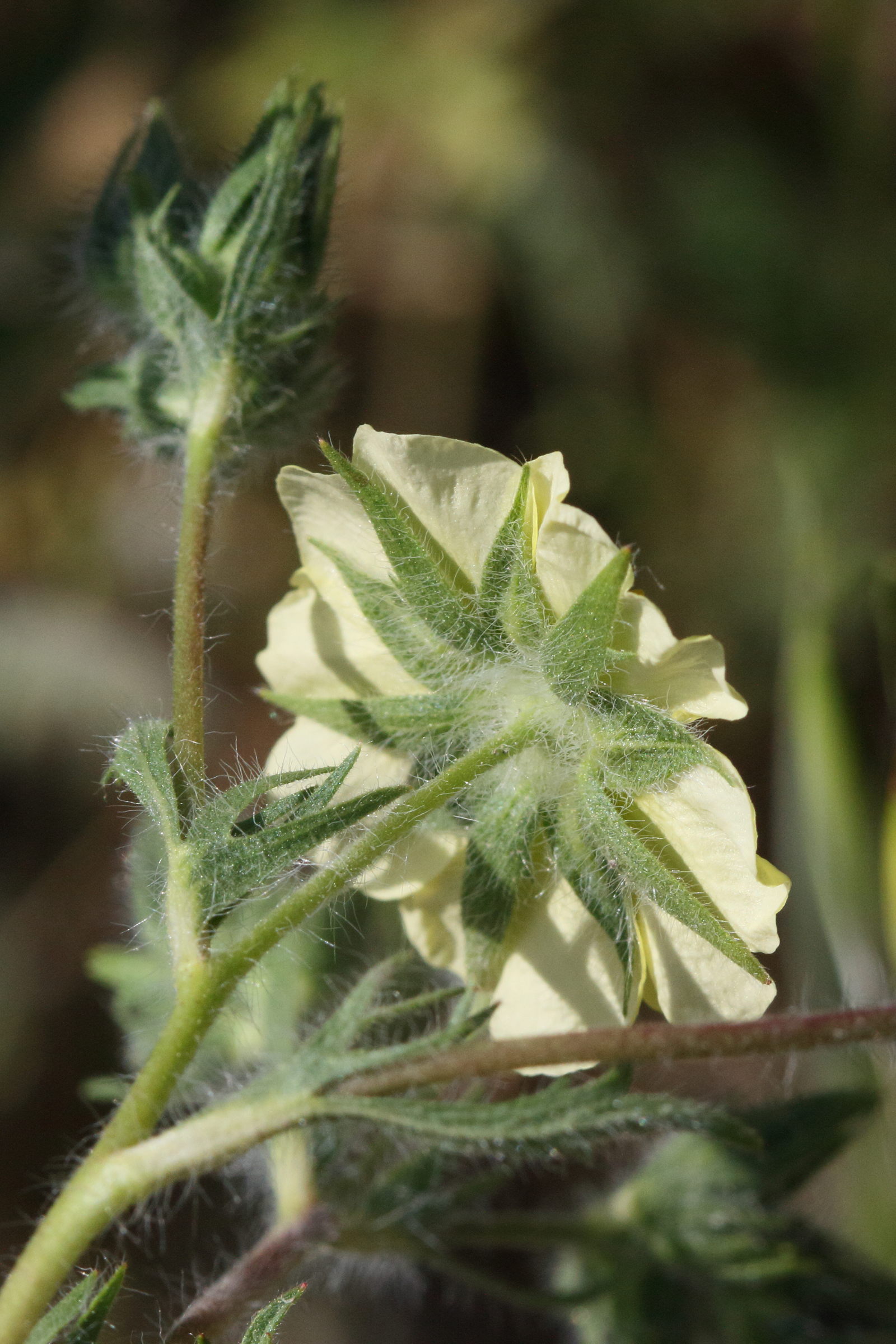 potentilla_astracanica4md