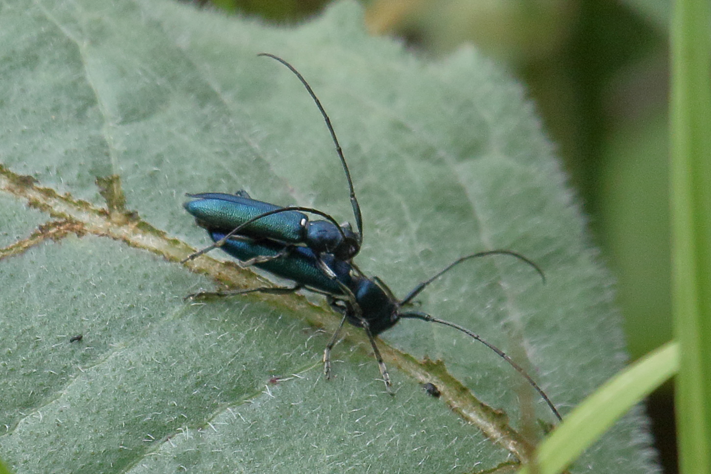 agapanthia_intermedia3bd