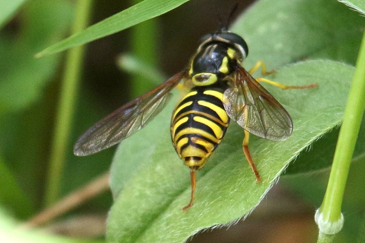 chrysotoxum_cautum3bd