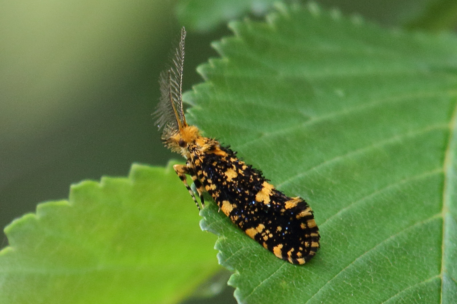 euplocamus_ophisus1bd