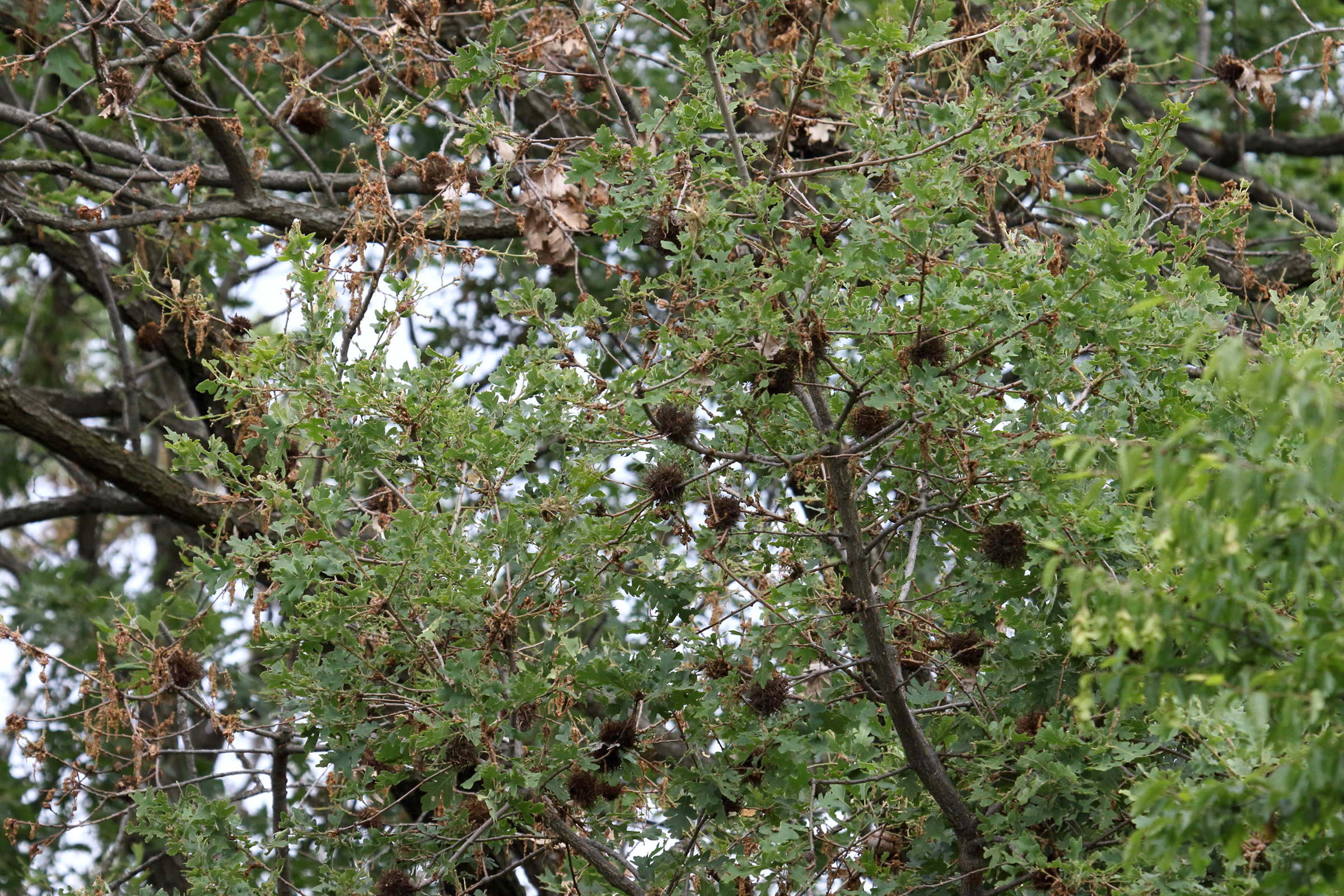 andricus_caputmedusae_galle1bd